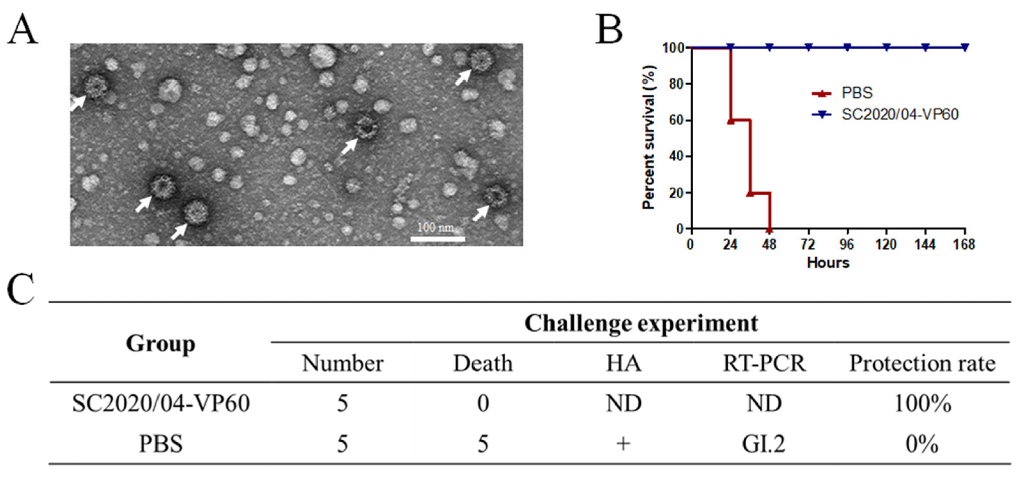 Viruses 17 00710 g004