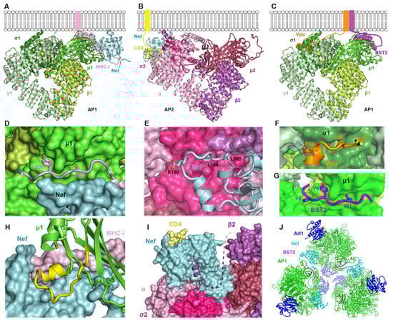 Viruses 17 00715 g003