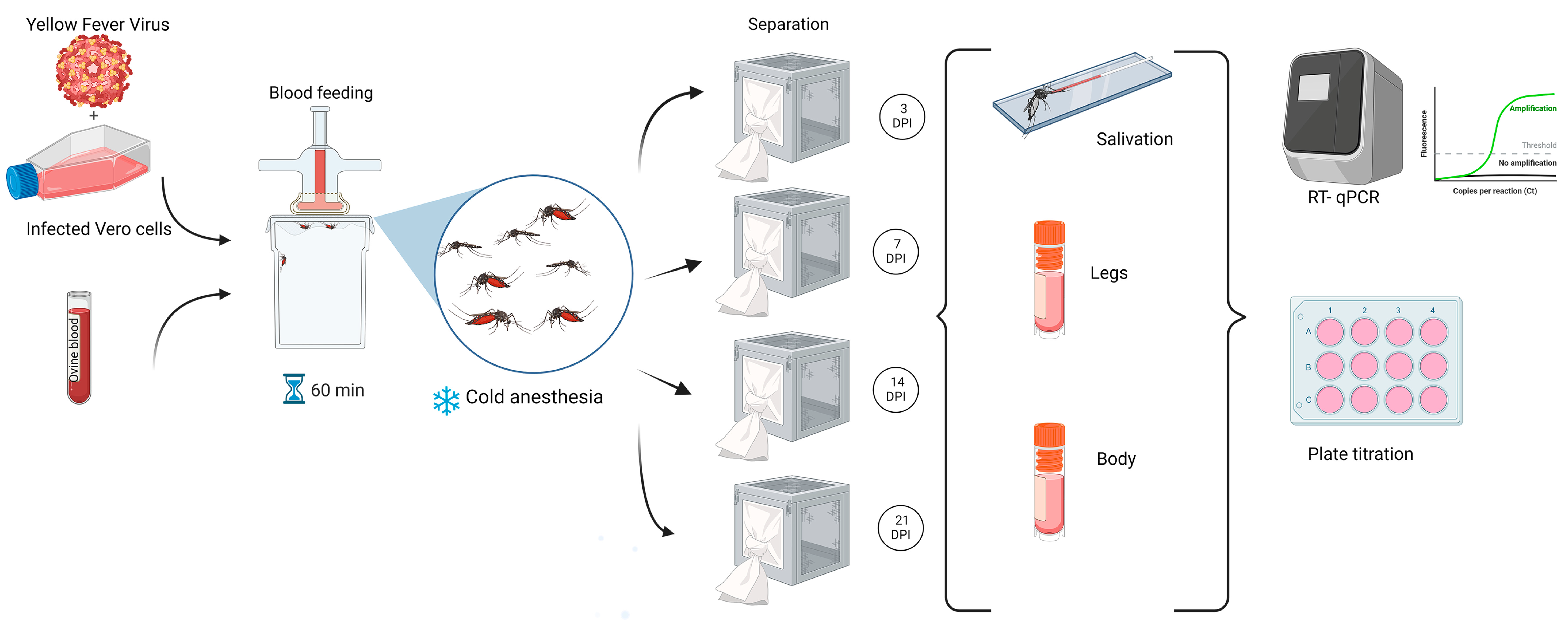 Viruses 17 00718 g001