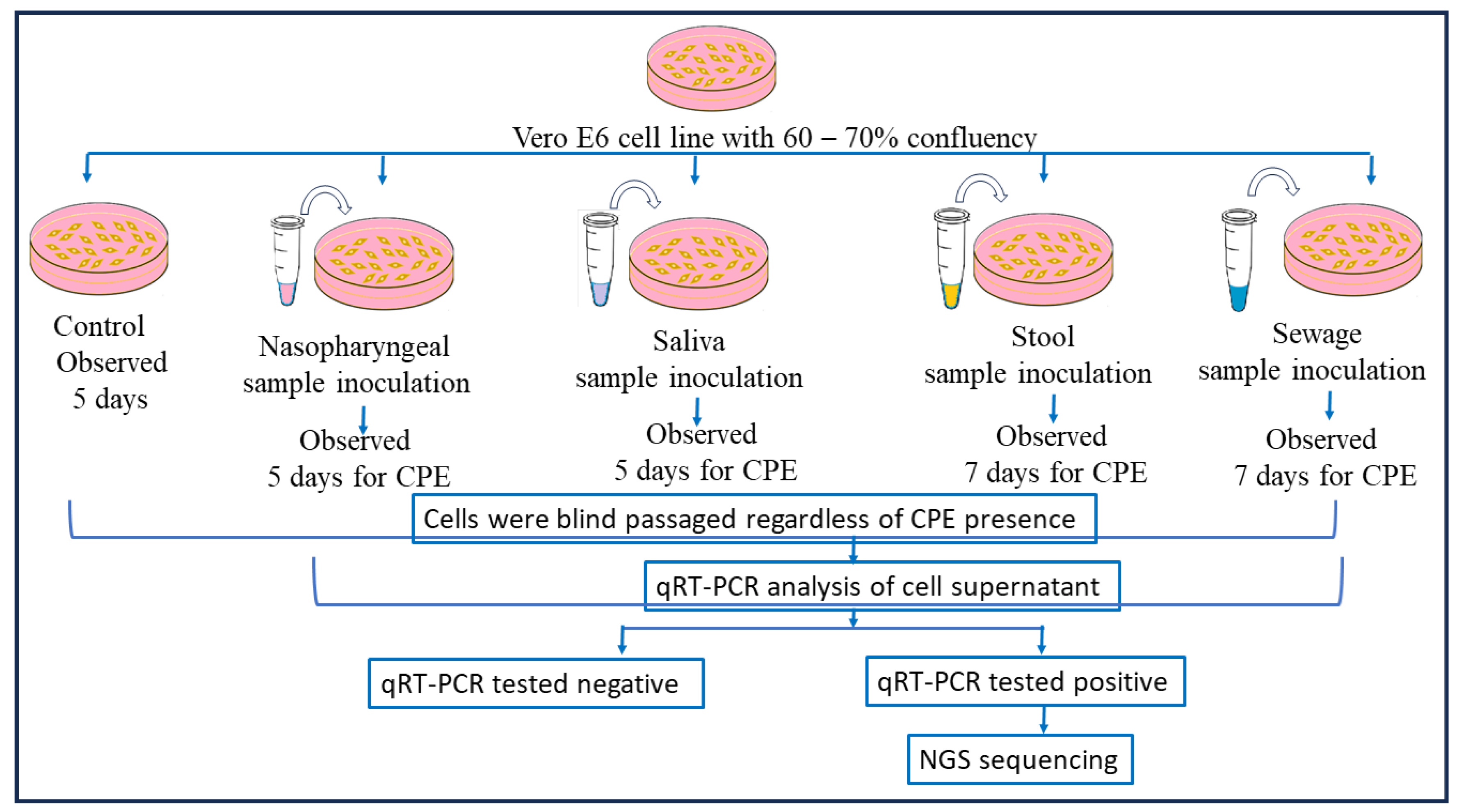 Viruses 17 00726 g003
