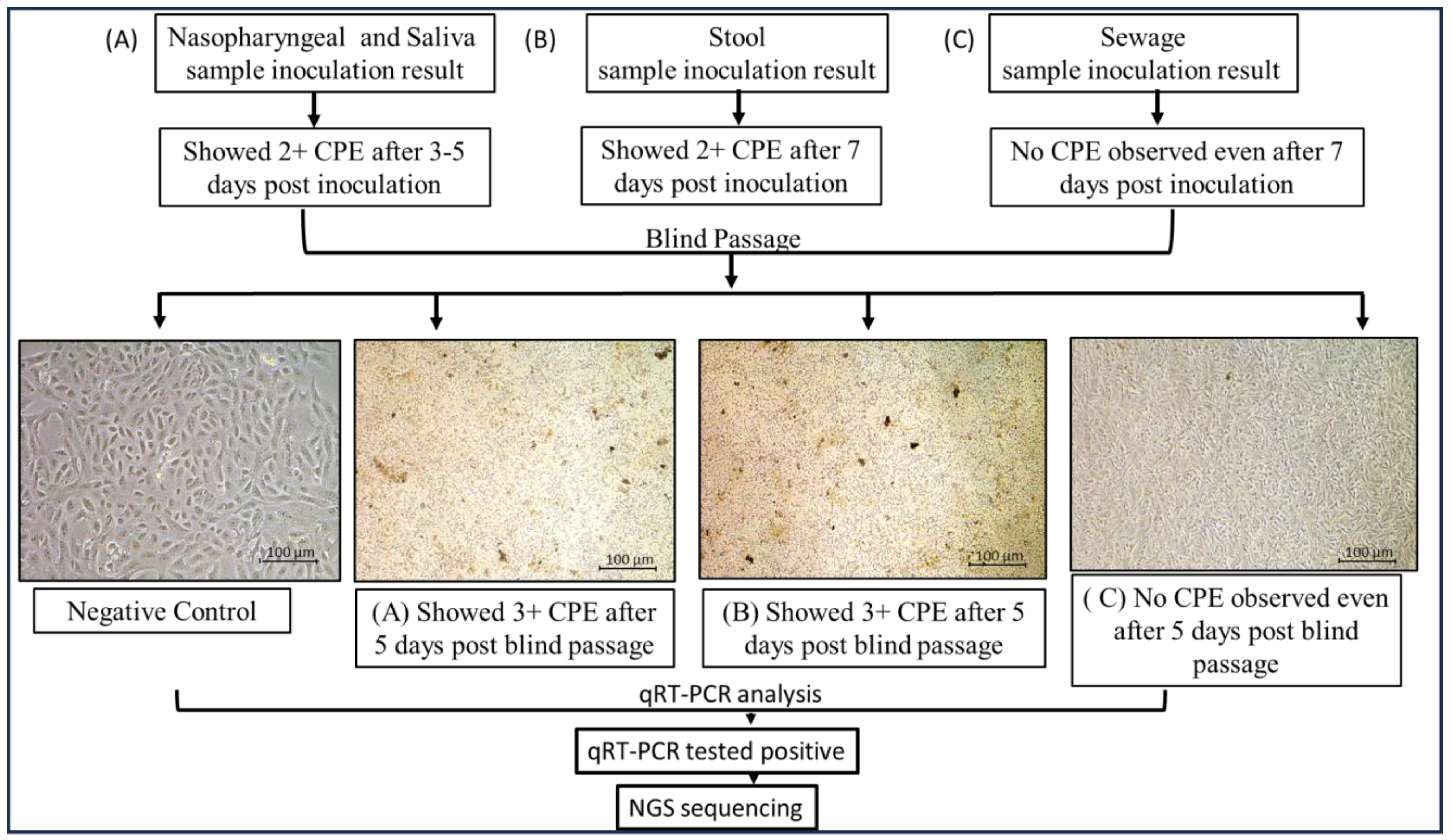 Viruses 17 00726 g005
