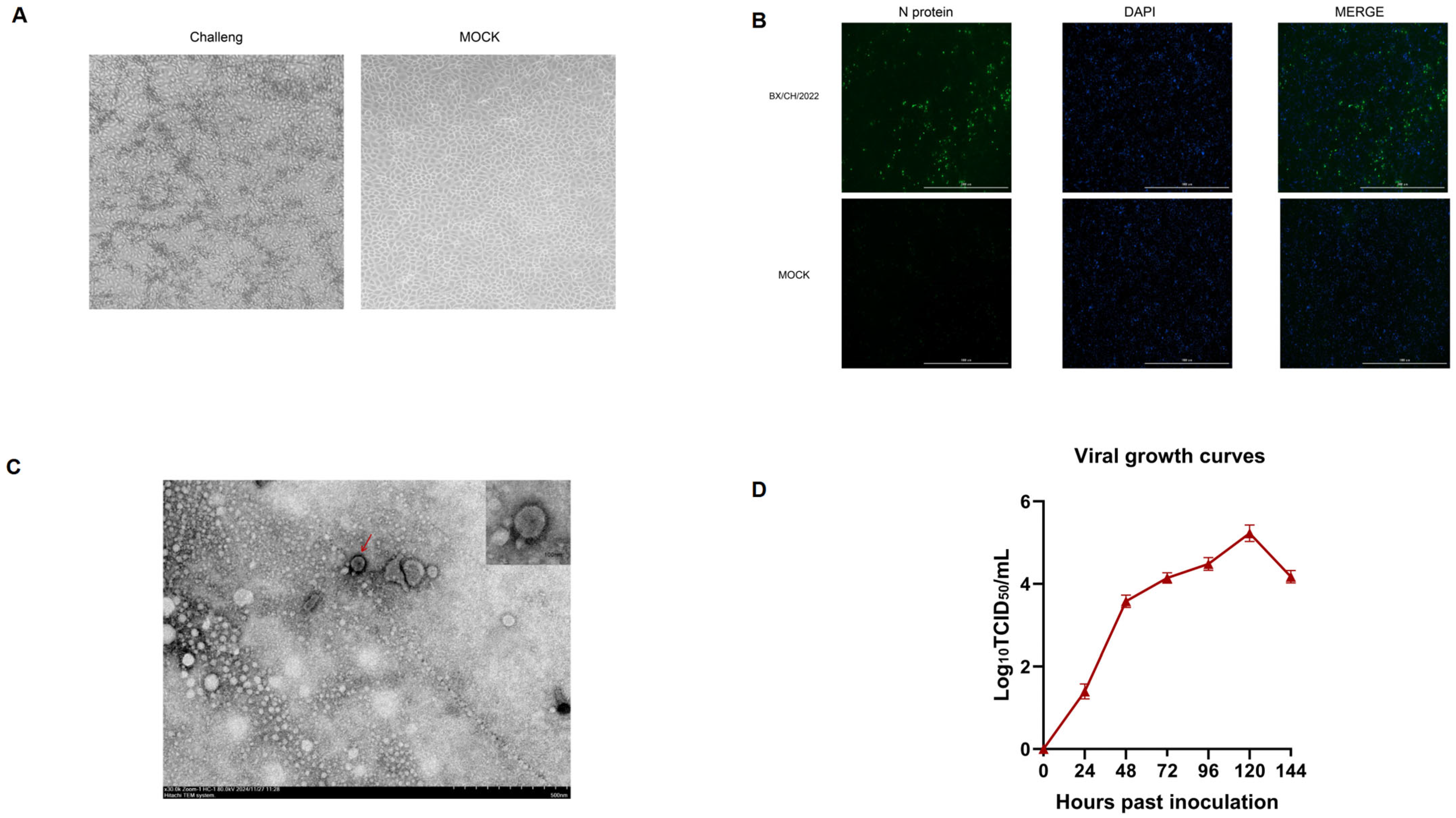 Viruses 17 00729 g001