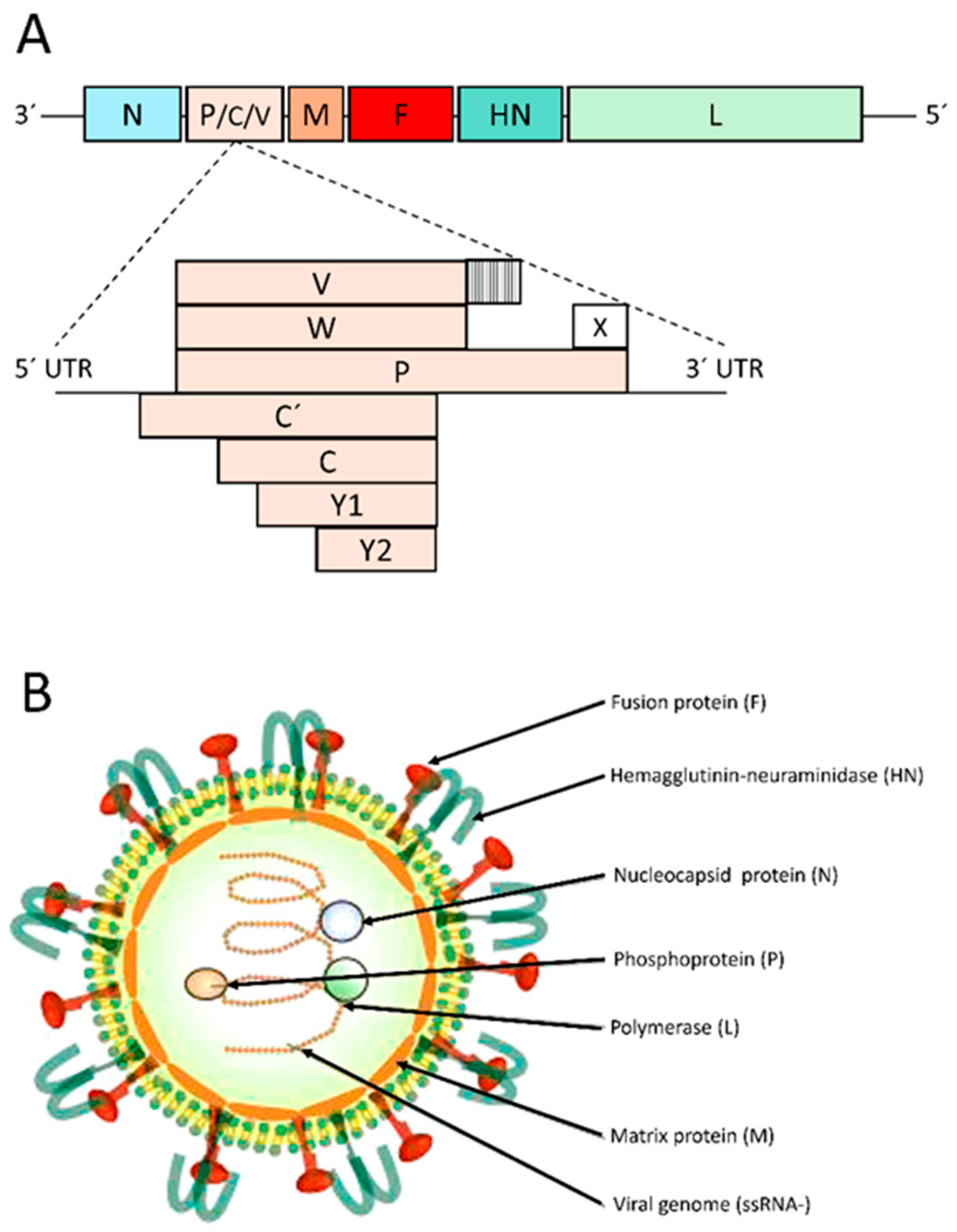 Viruses 17 00737 g001