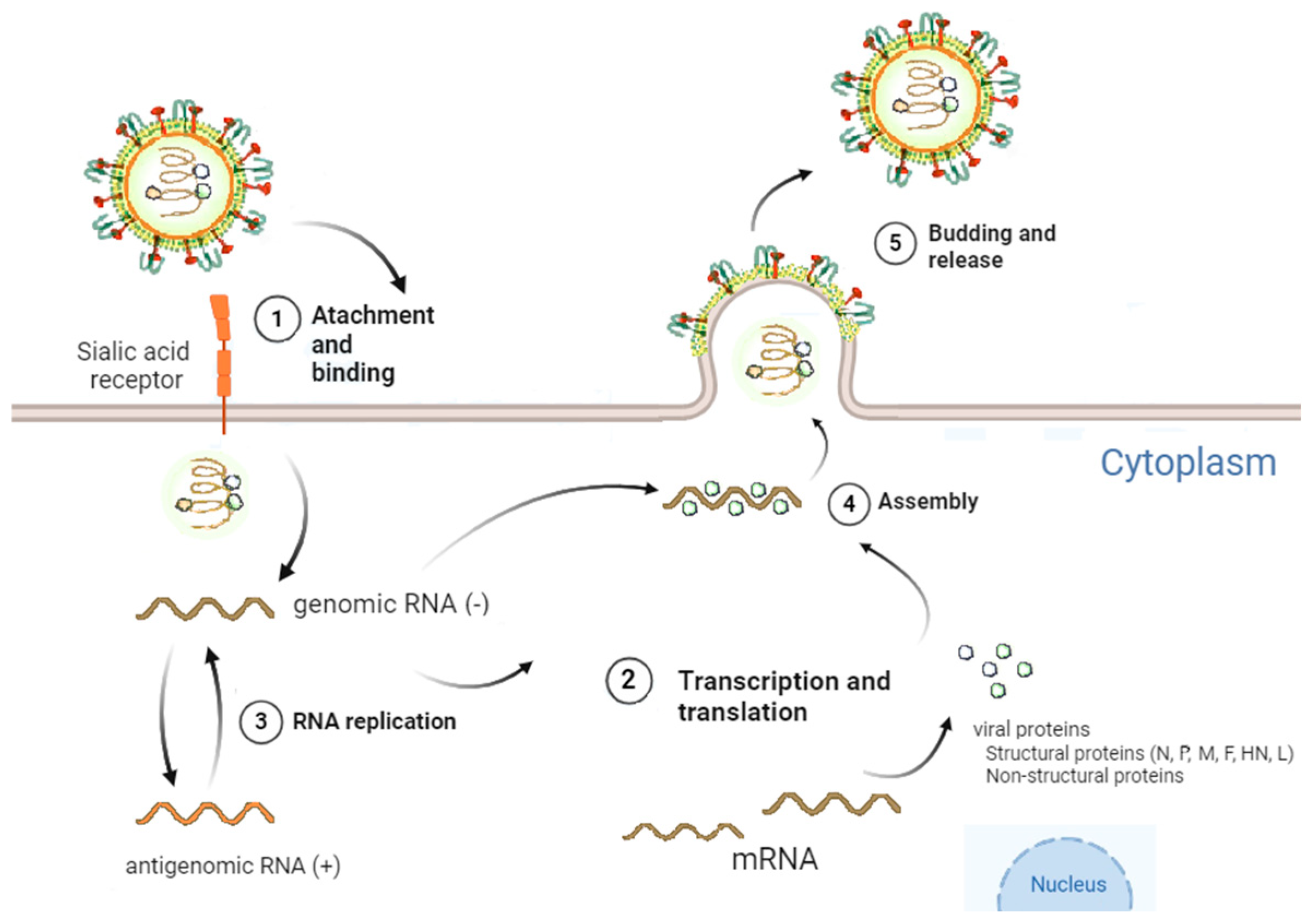 Viruses 17 00737 g002