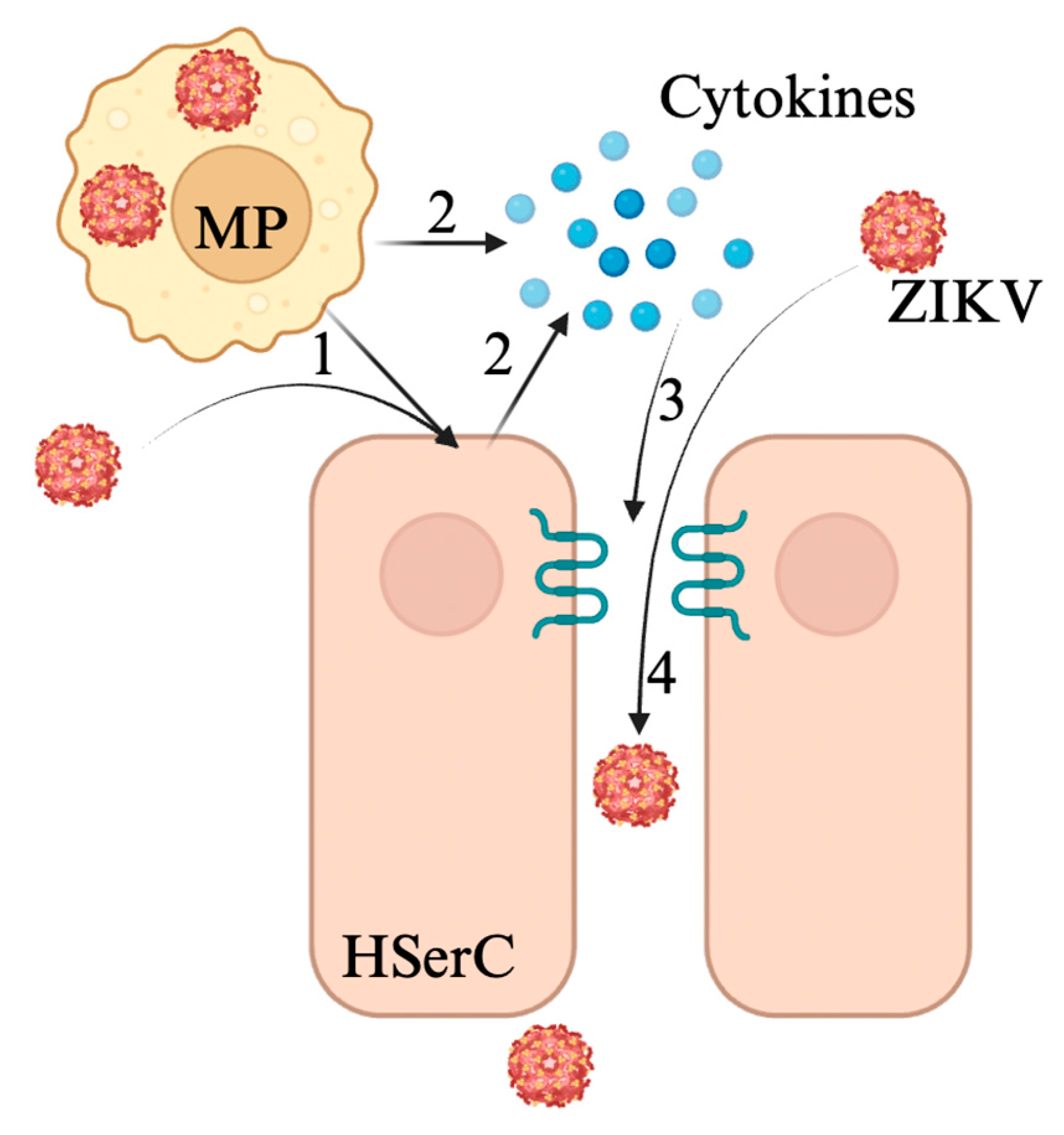 Viruses 17 00747 g005