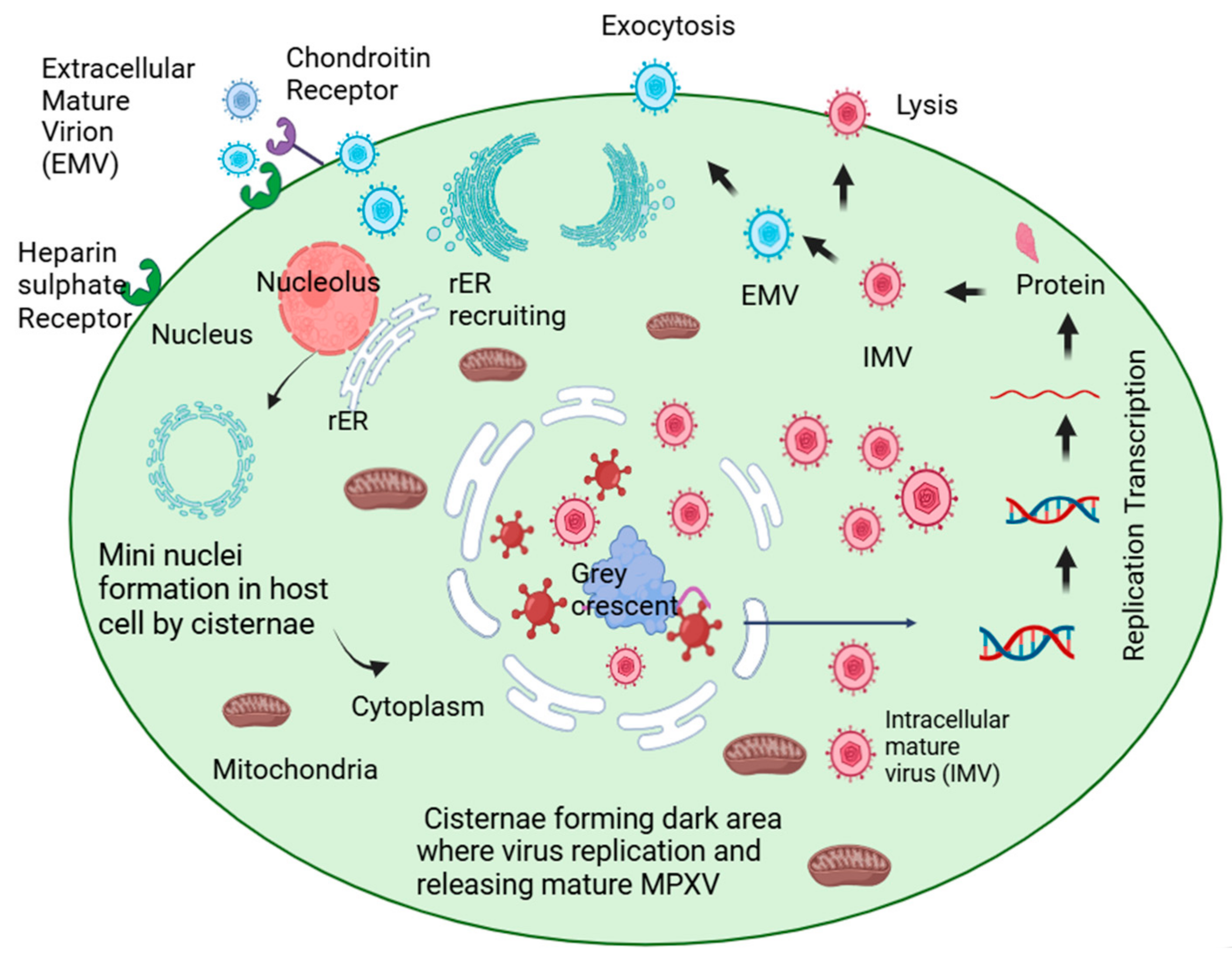 Viruses 17 00753 g001