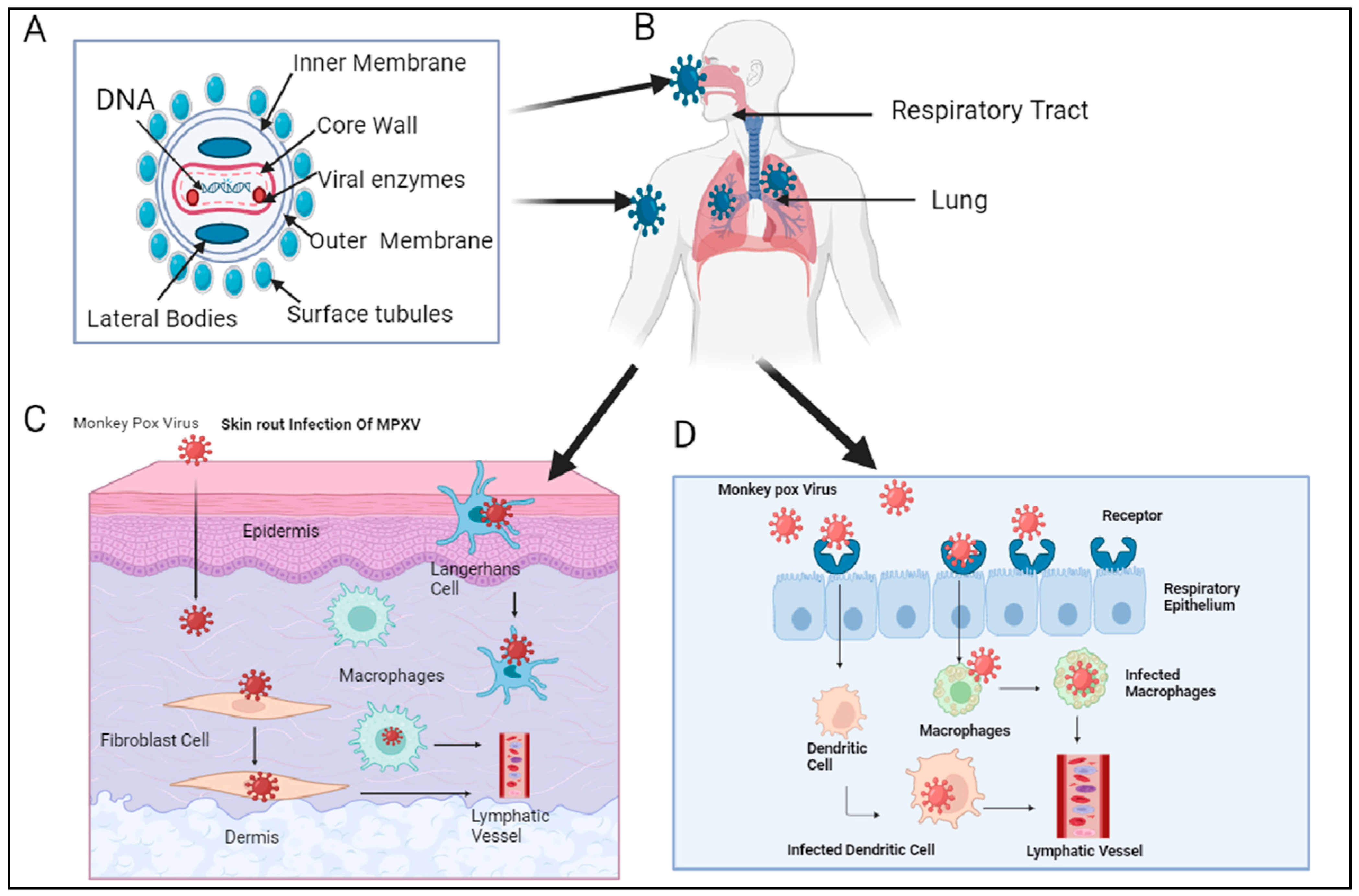 Viruses 17 00753 g003
