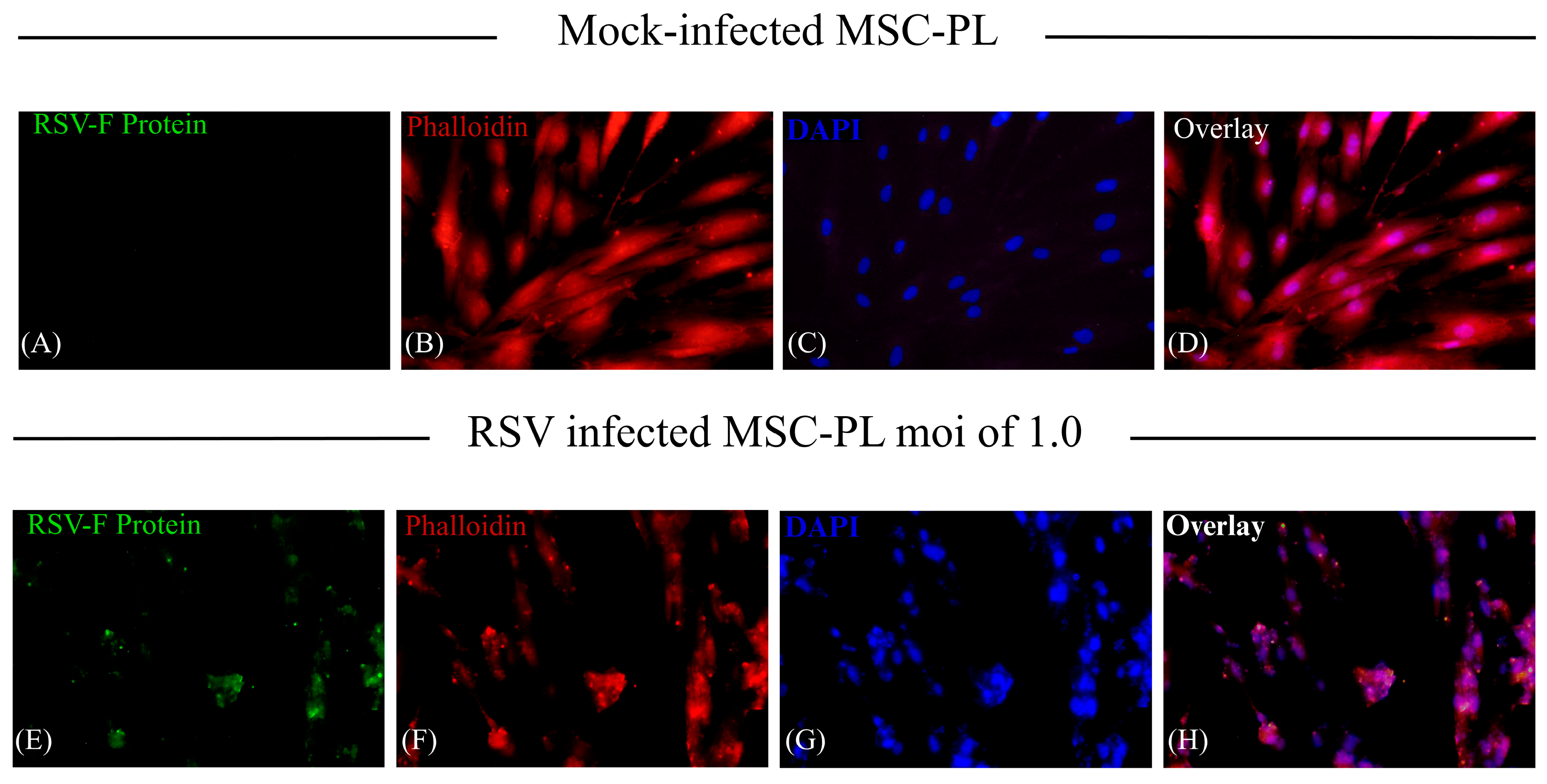 Viruses 17 00763 g006