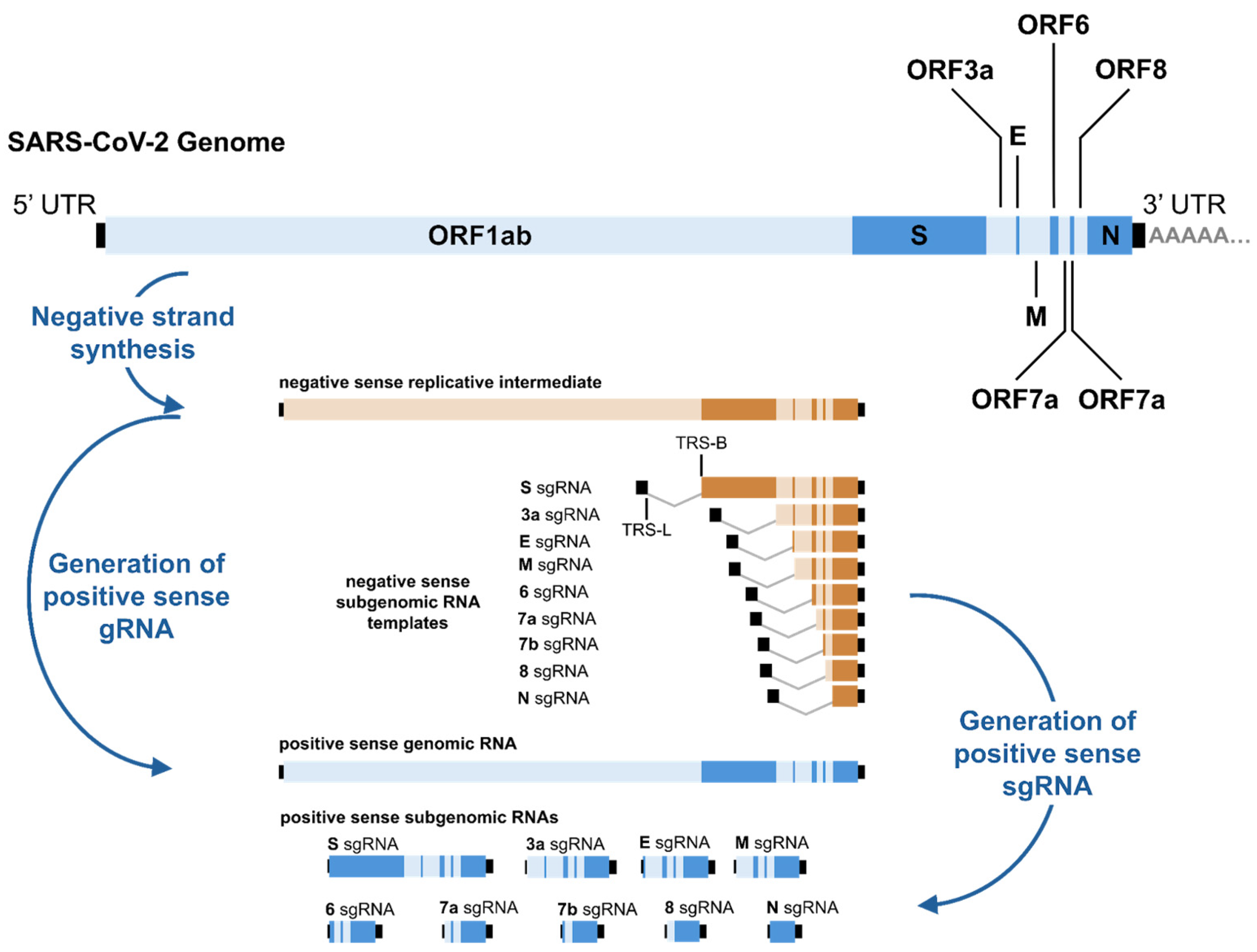 Viruses 17 00767 g001