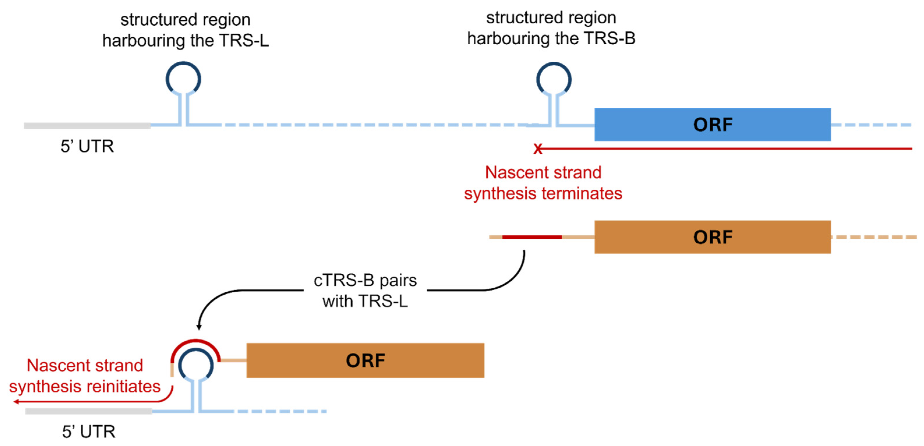 Viruses 17 00767 g003