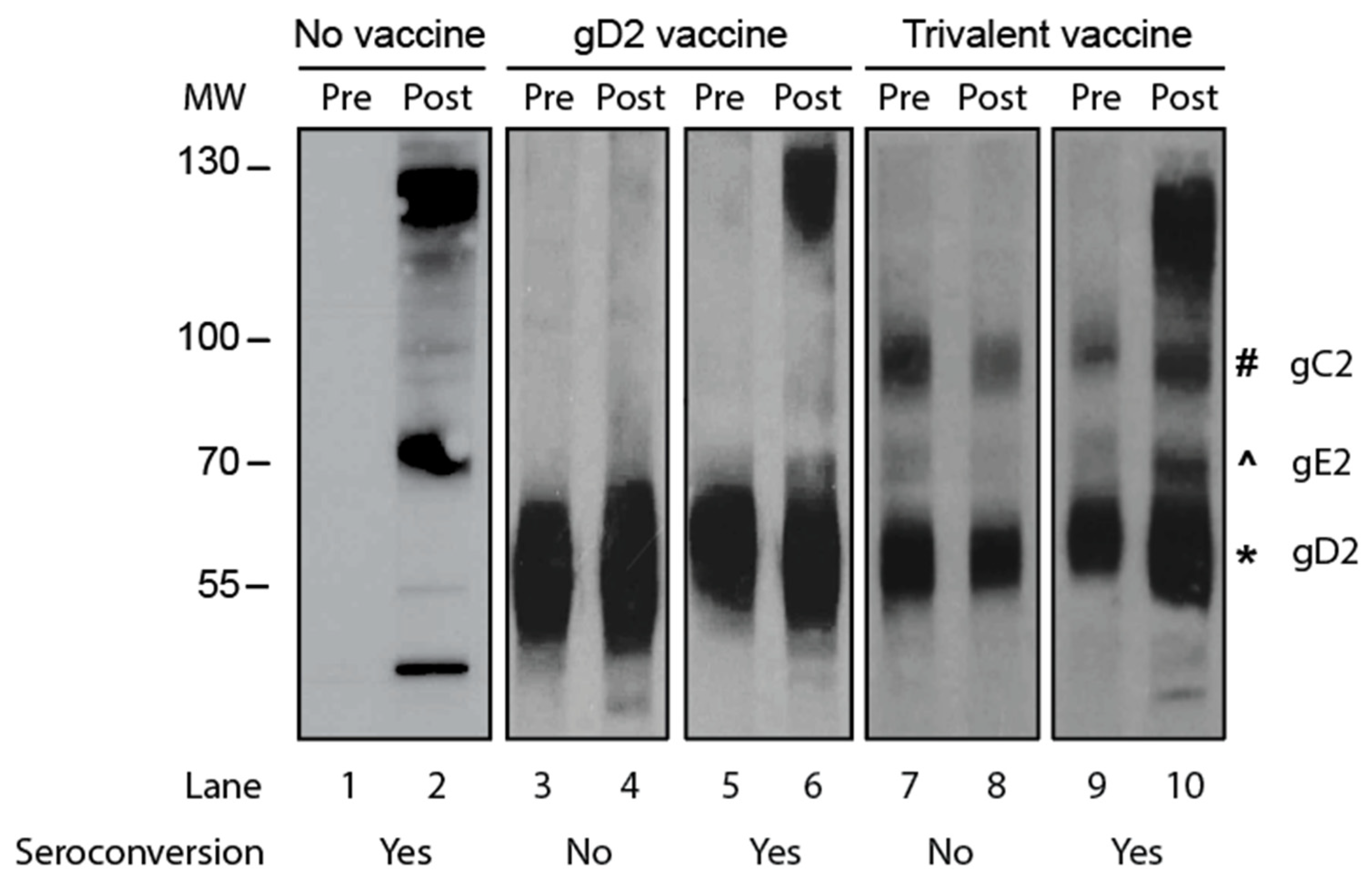 Viruses 17 00773 g002