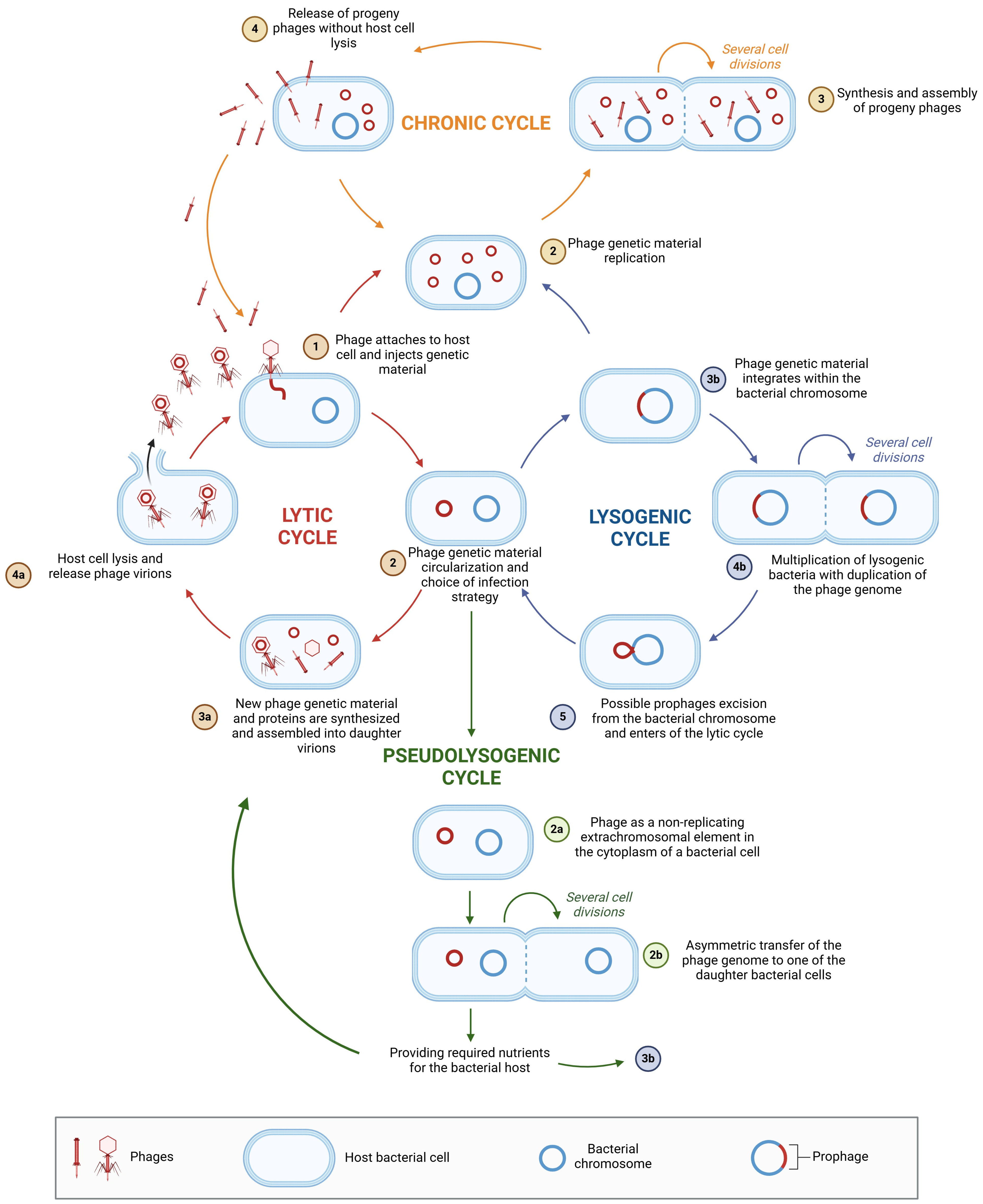 Viruses 17 00778 g004