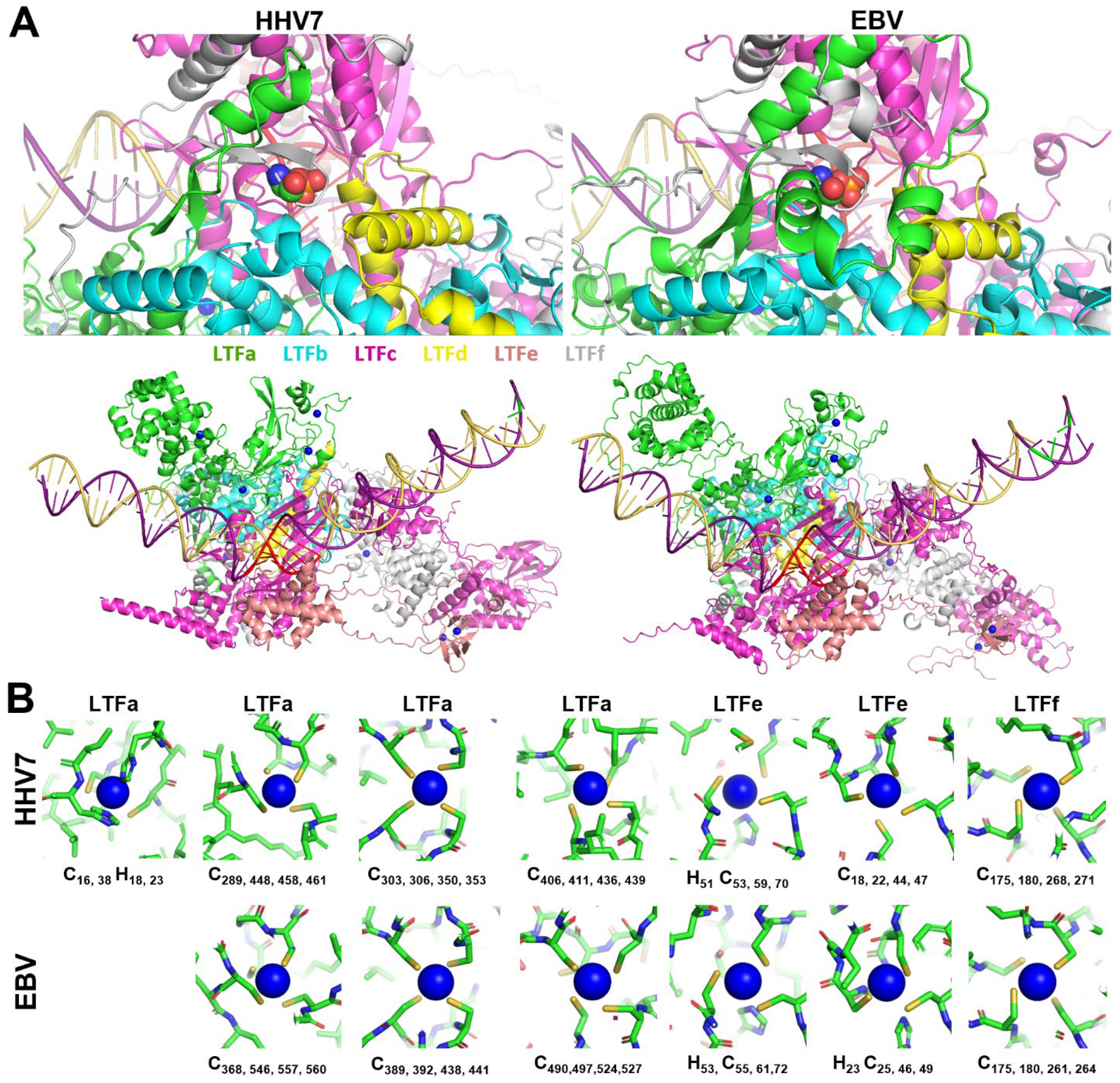 Viruses 17 00779 g003