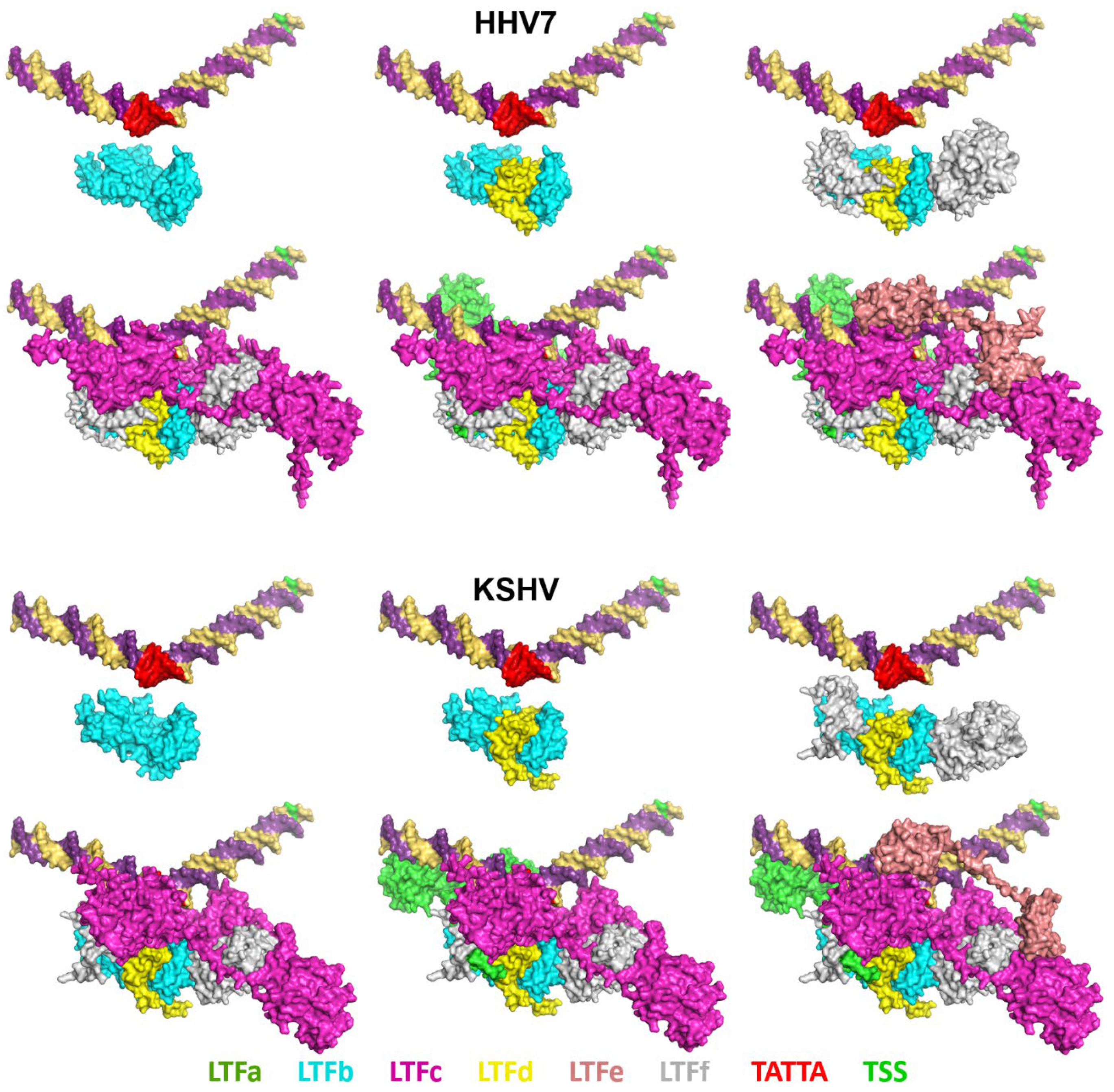 Viruses 17 00779 g005