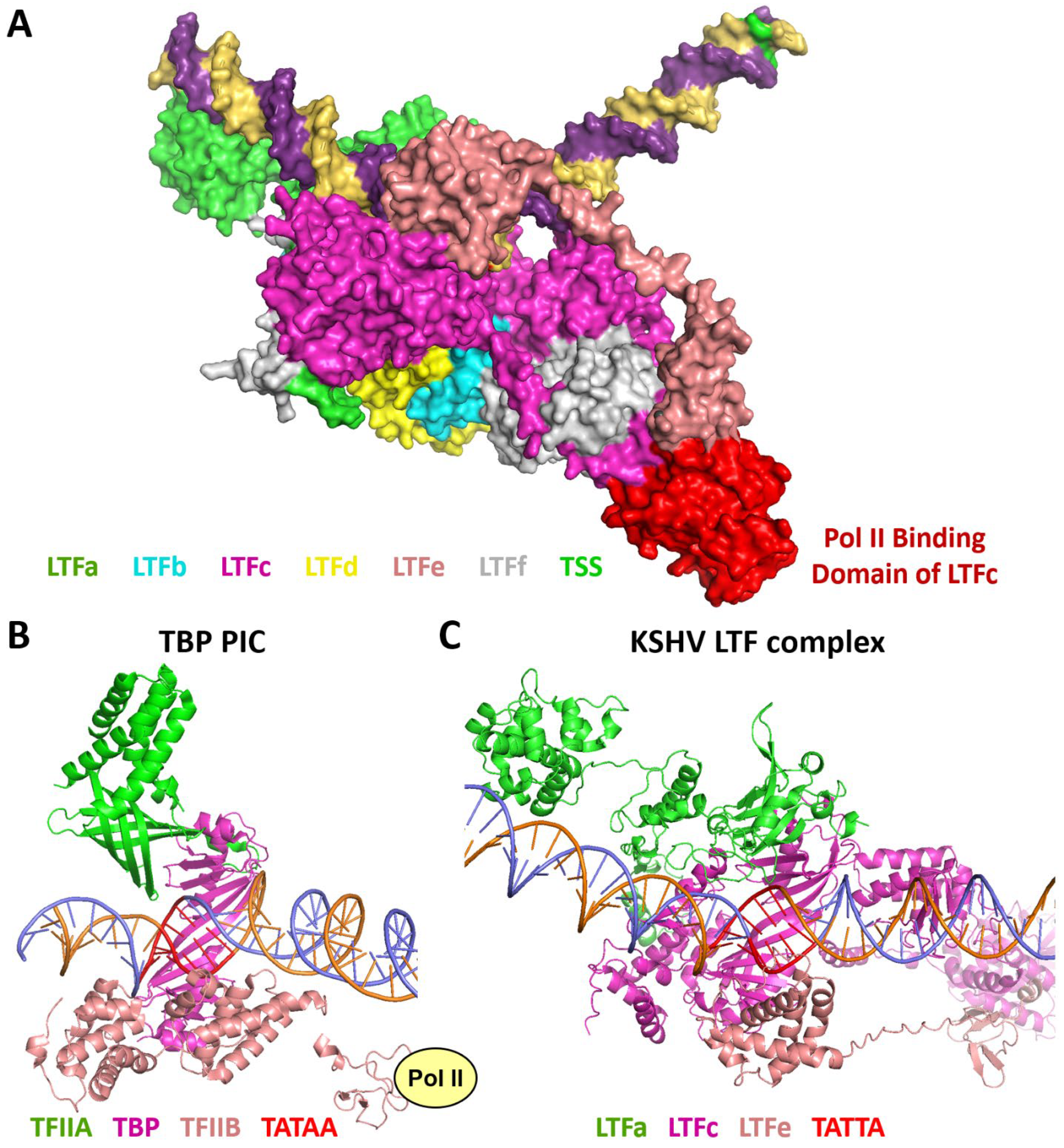 Viruses 17 00779 g007