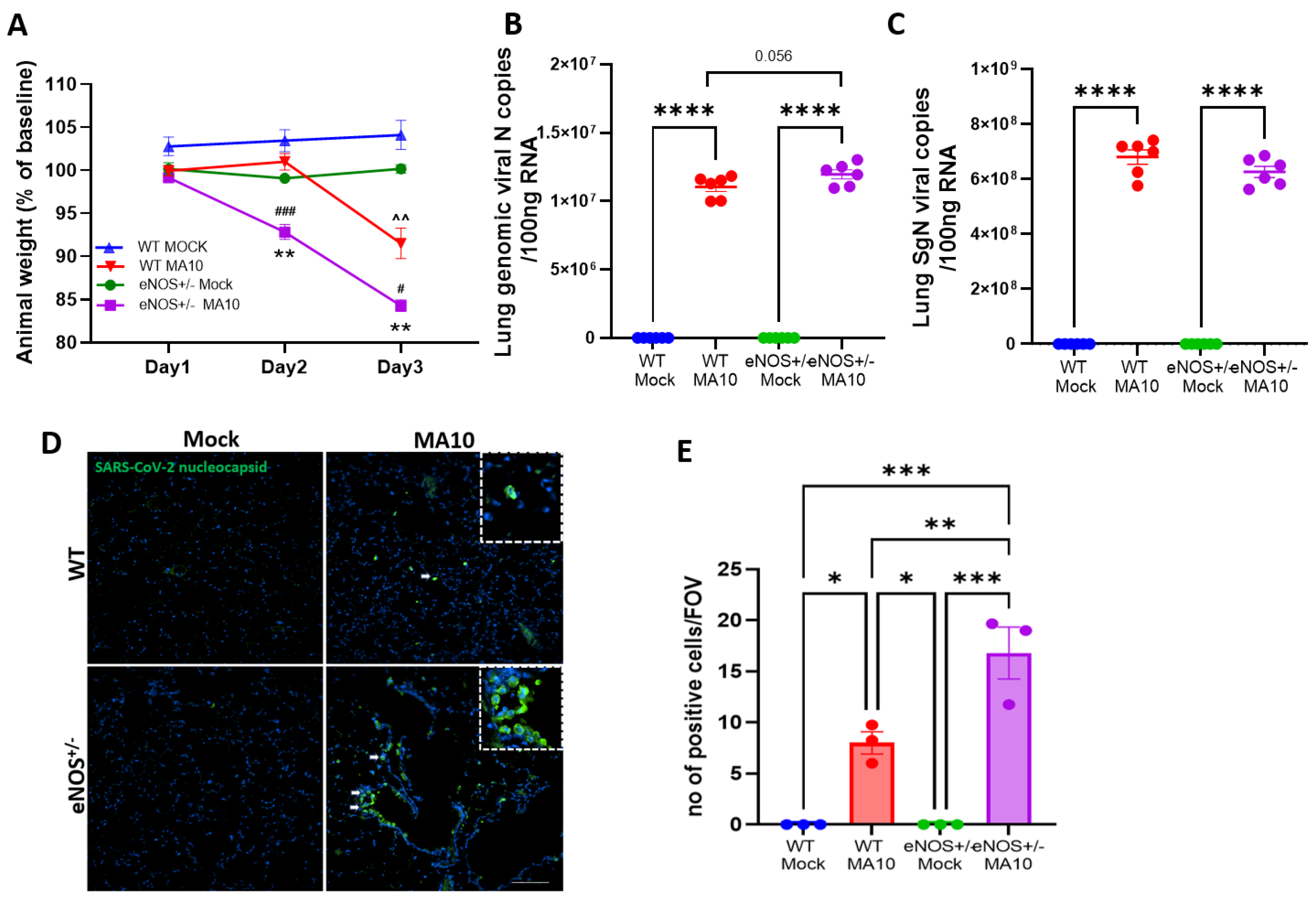 Viruses 17 00784 g001