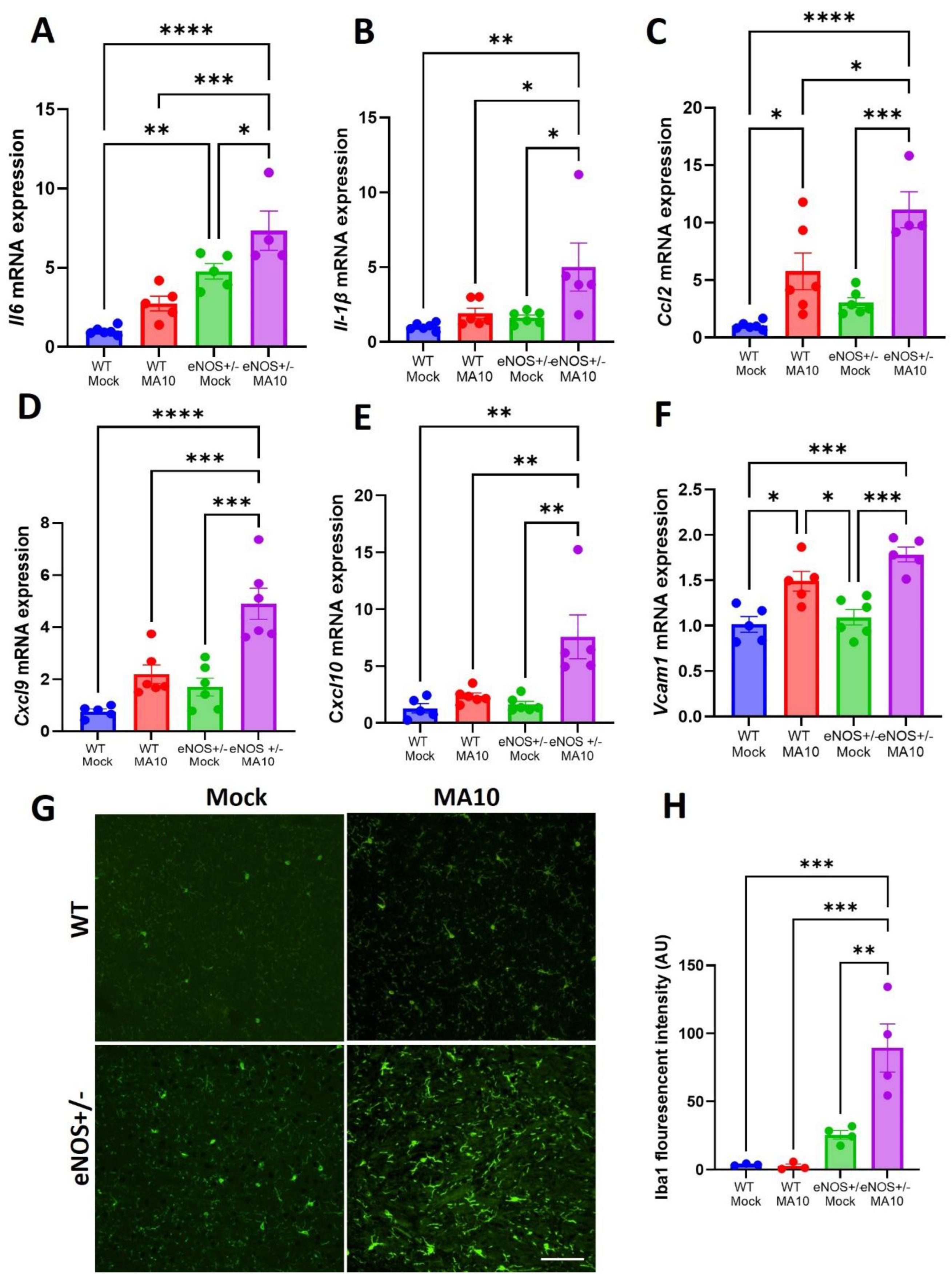 Viruses 17 00784 g003