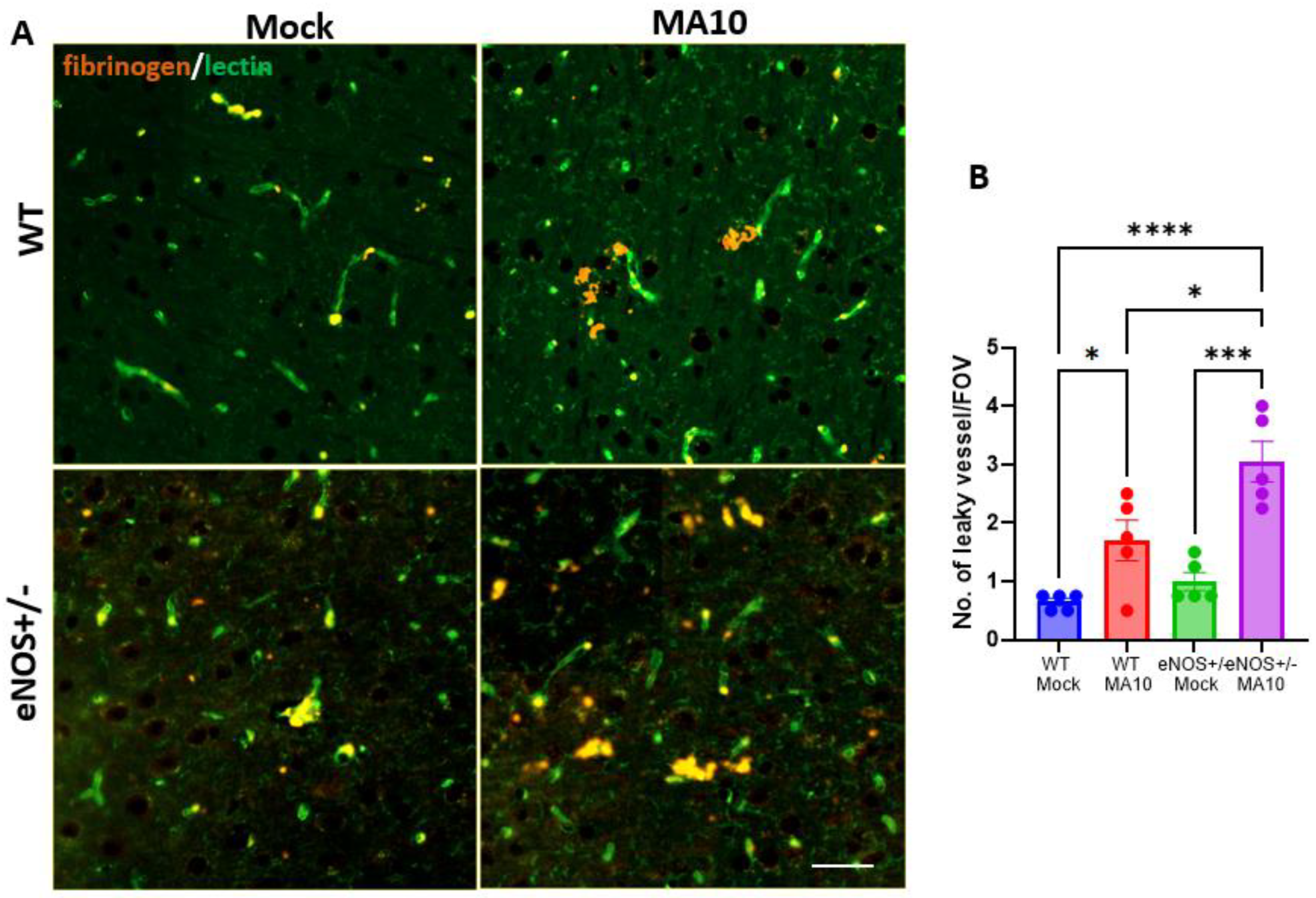 Viruses 17 00784 g006
