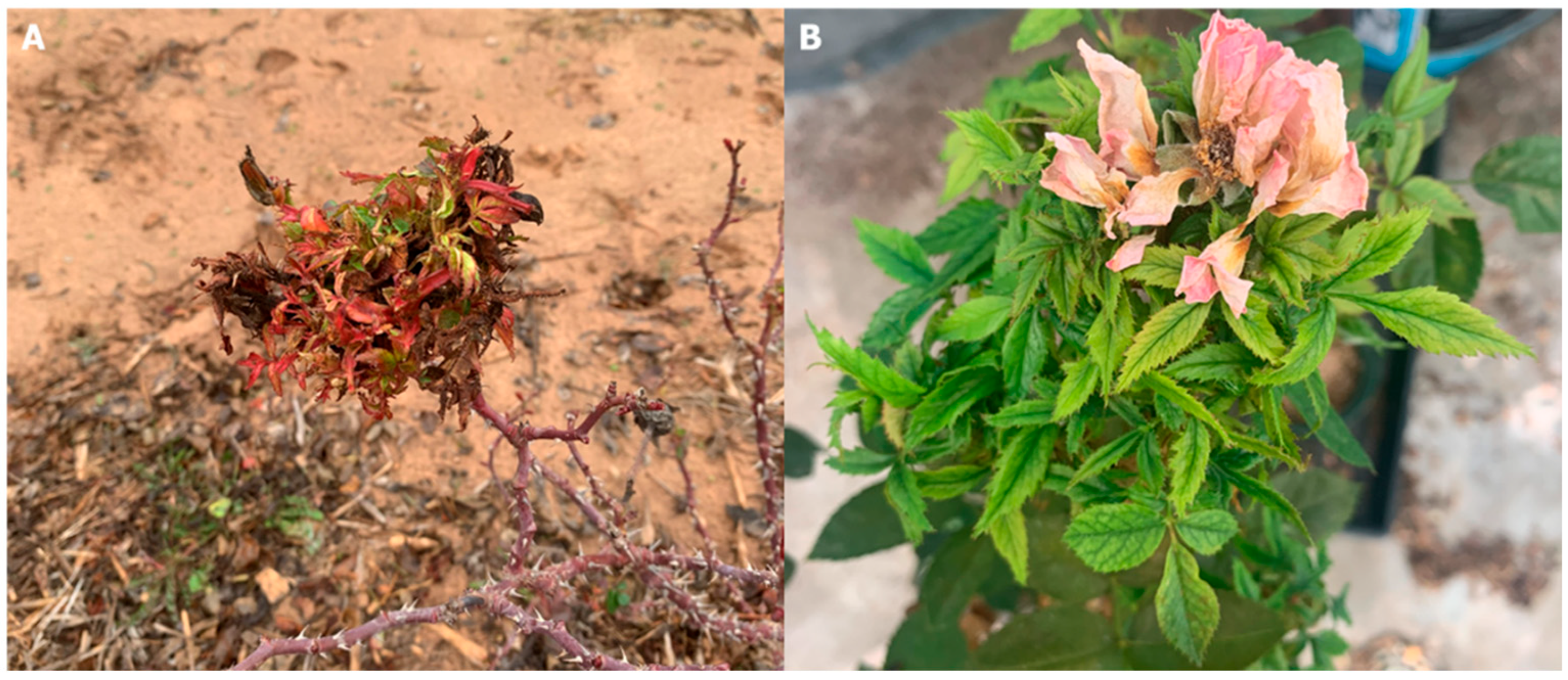 Viruses 17 00829 g001