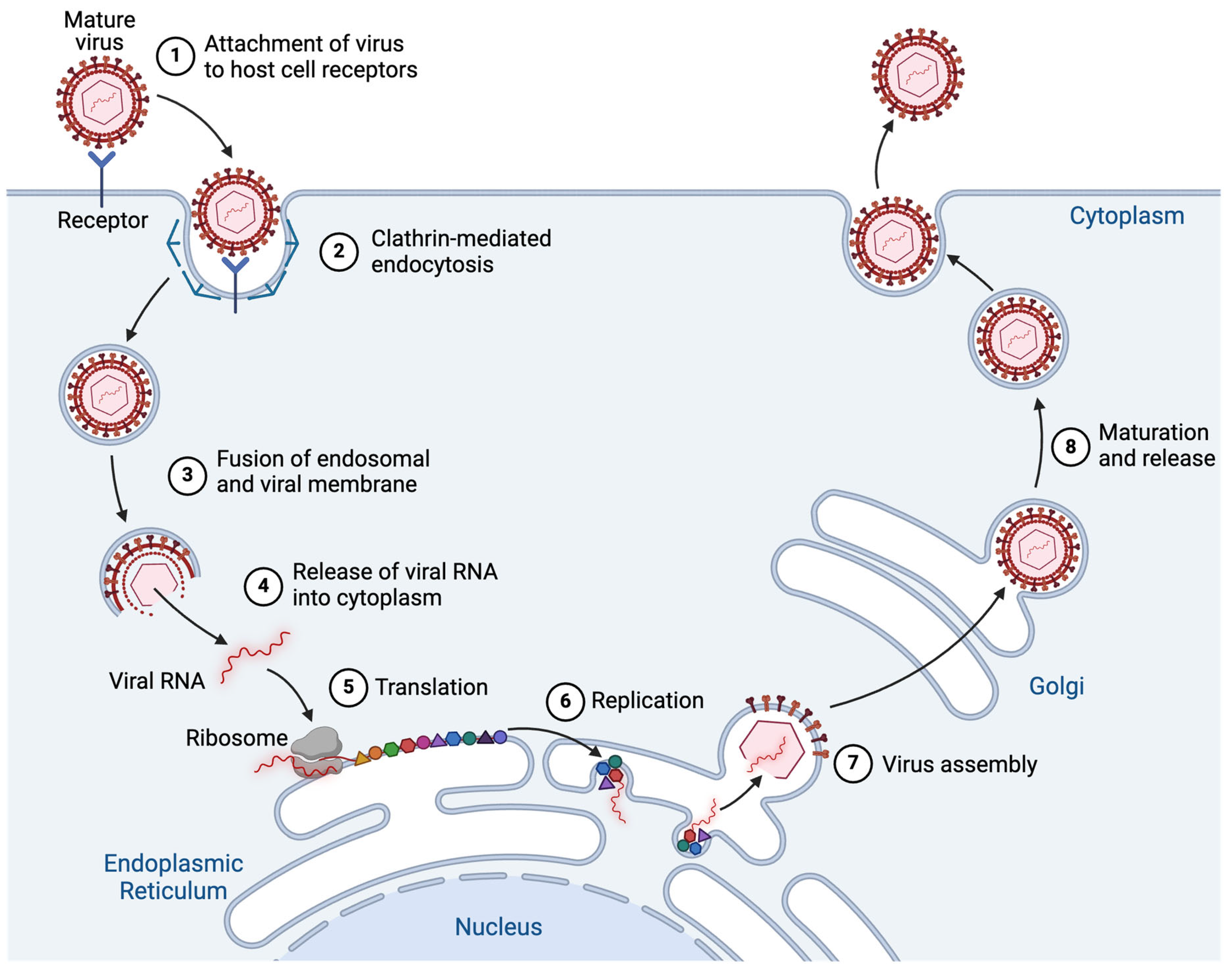 Viruses 17 00847 g002