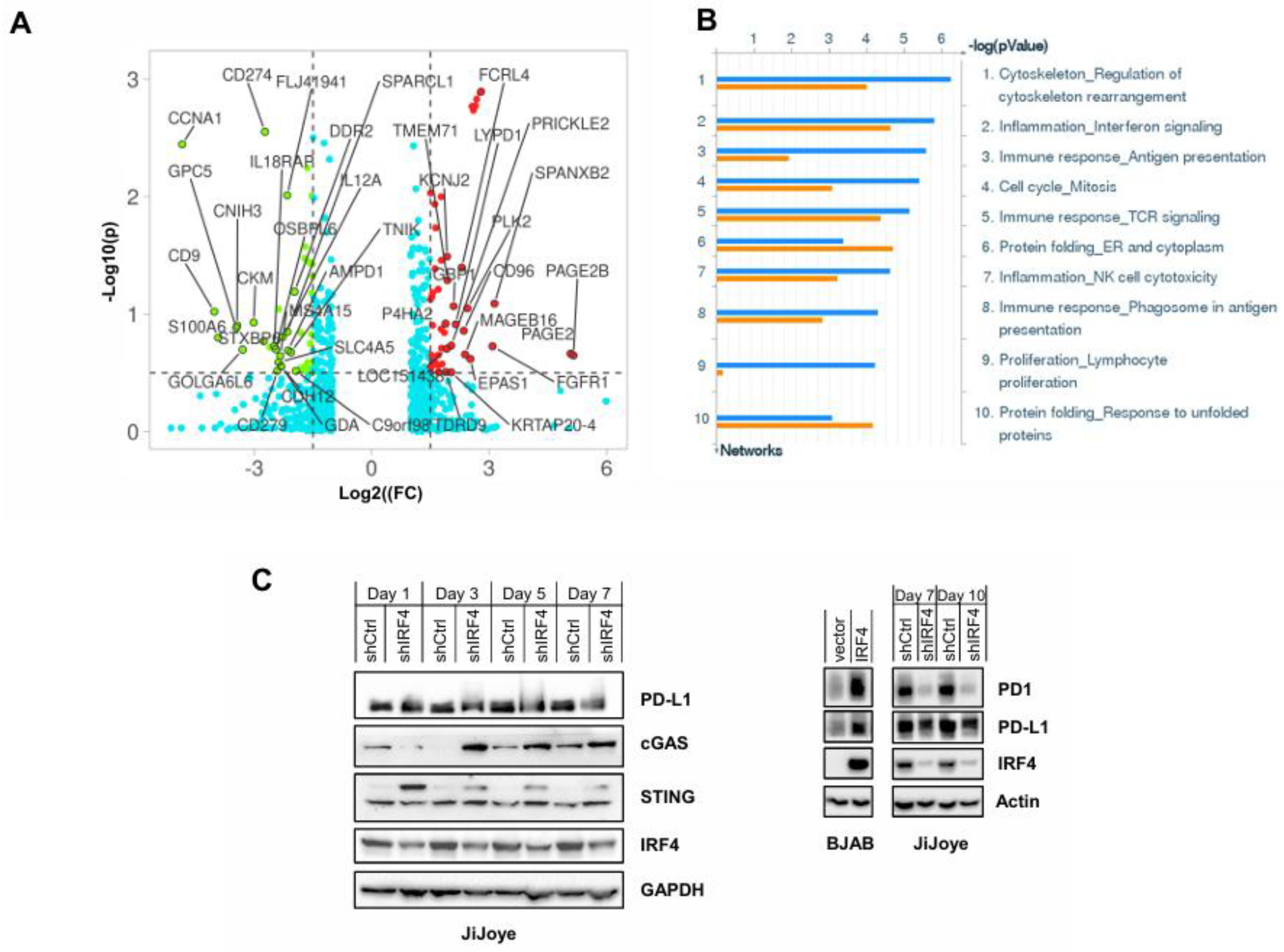Viruses 17 00885 g001