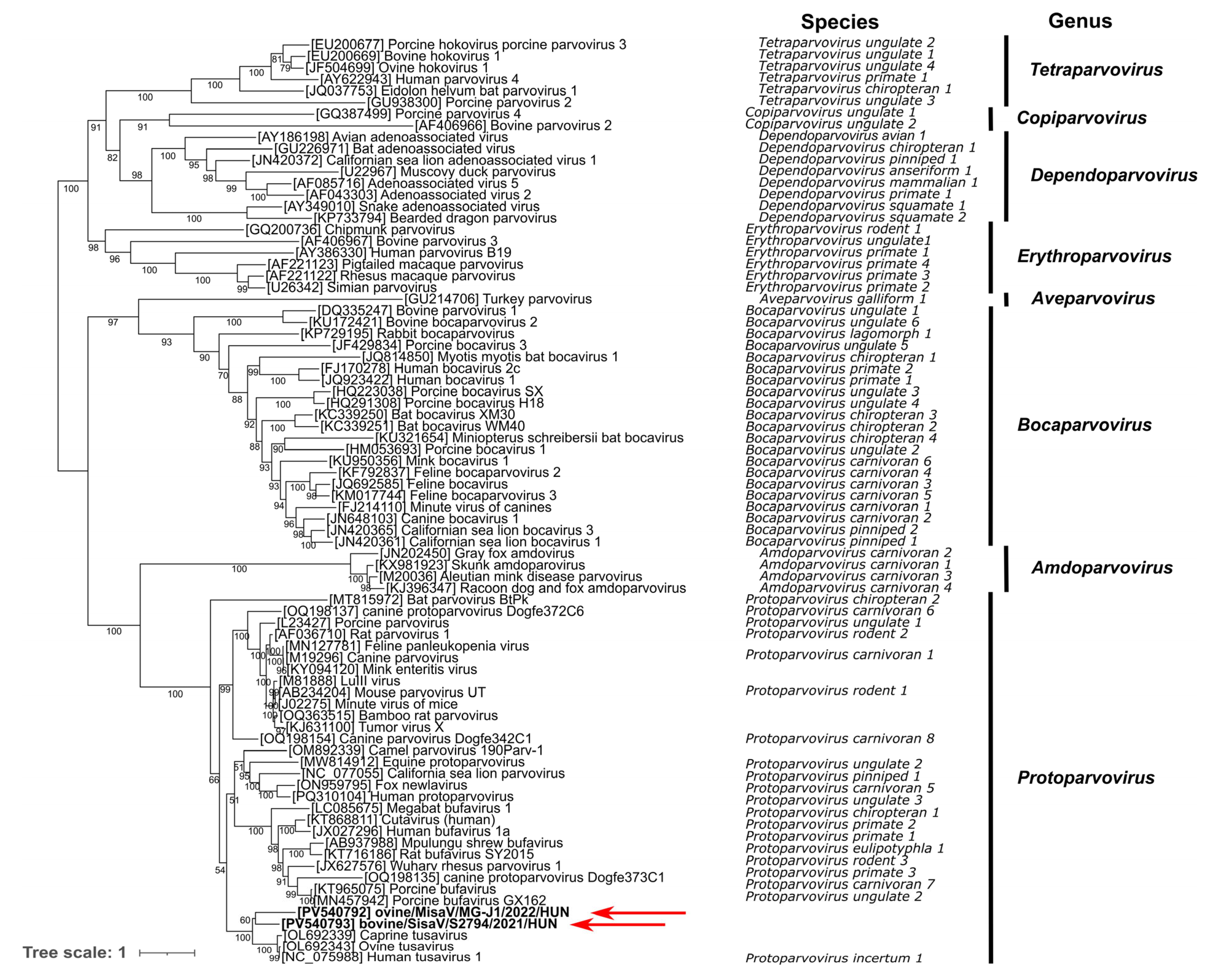 Viruses 17 00888 g003