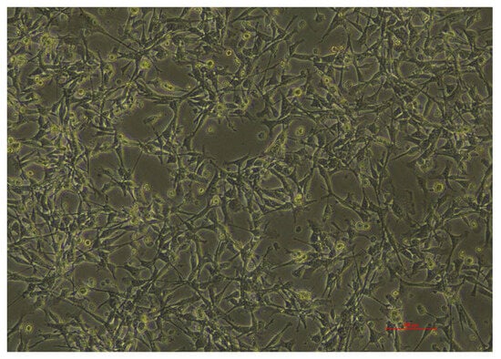 Viruses 17 00900 g0a2