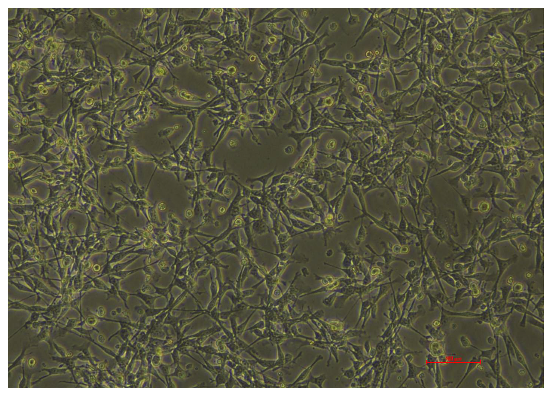 Viruses 17 00900 g0a2