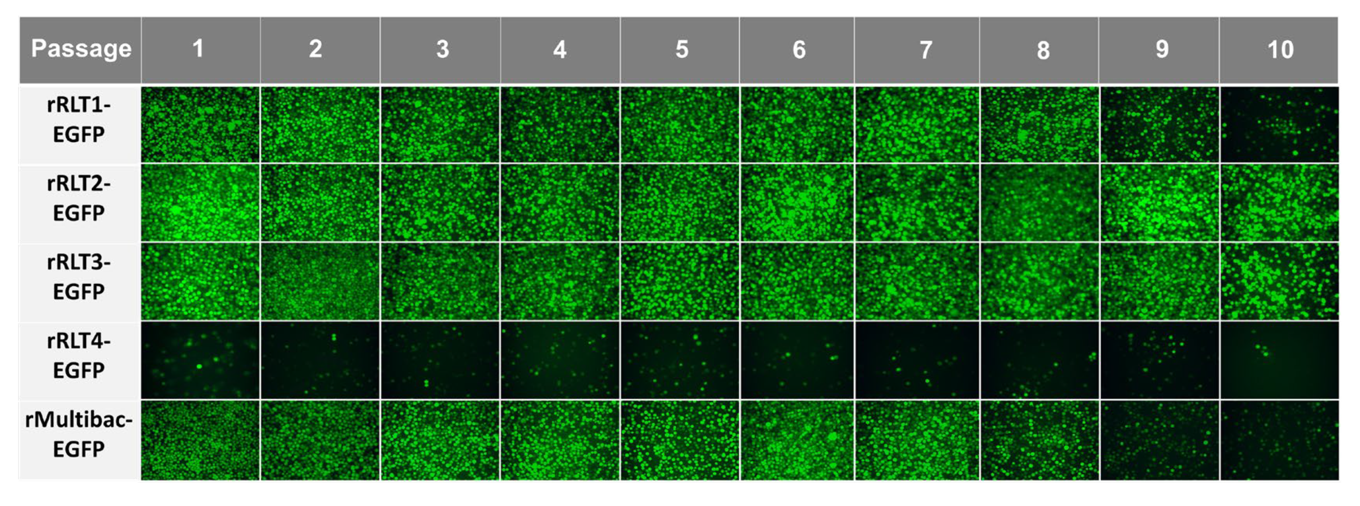 Viruses 17 00902 g003