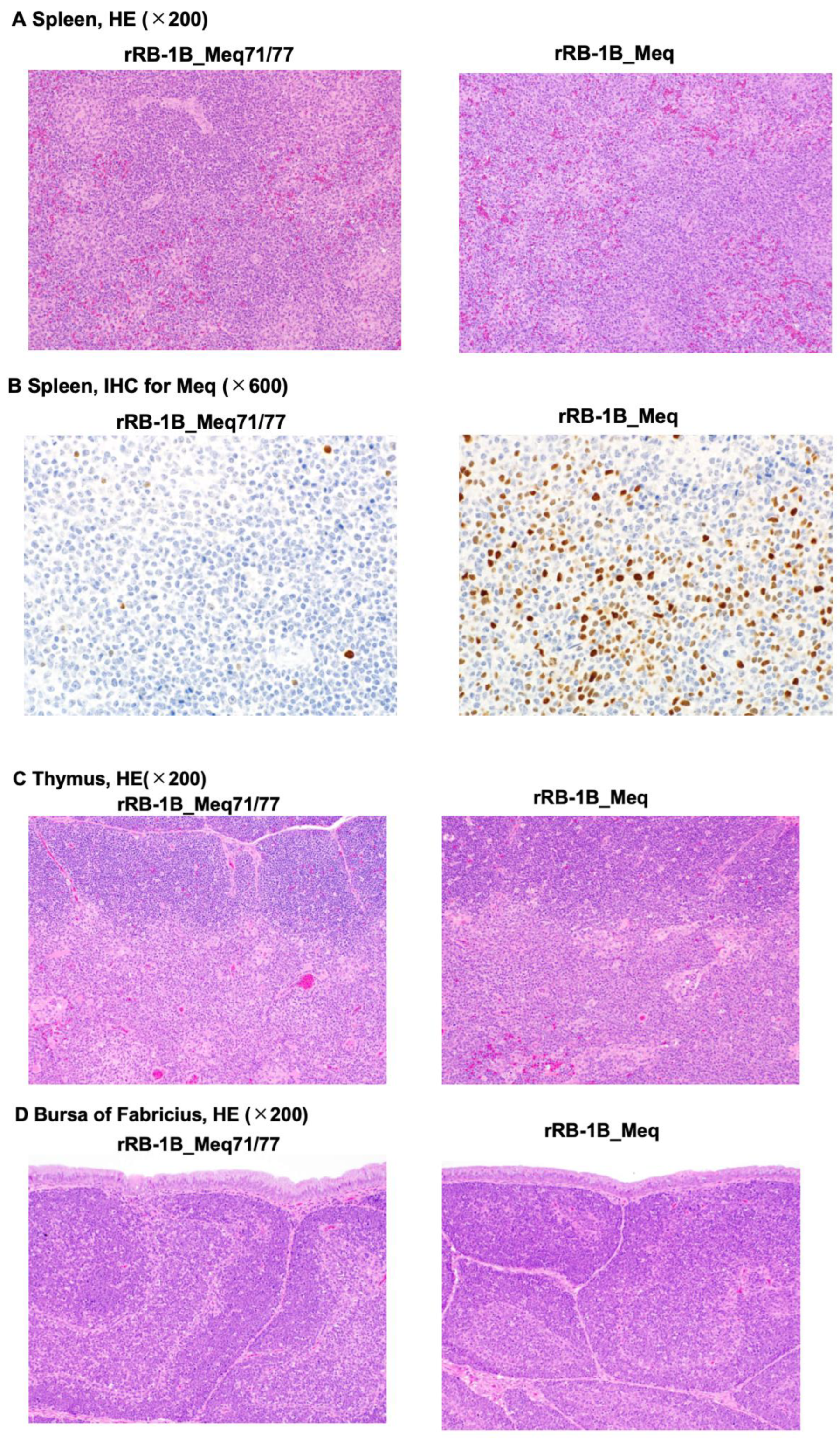 Viruses 17 00907 g005