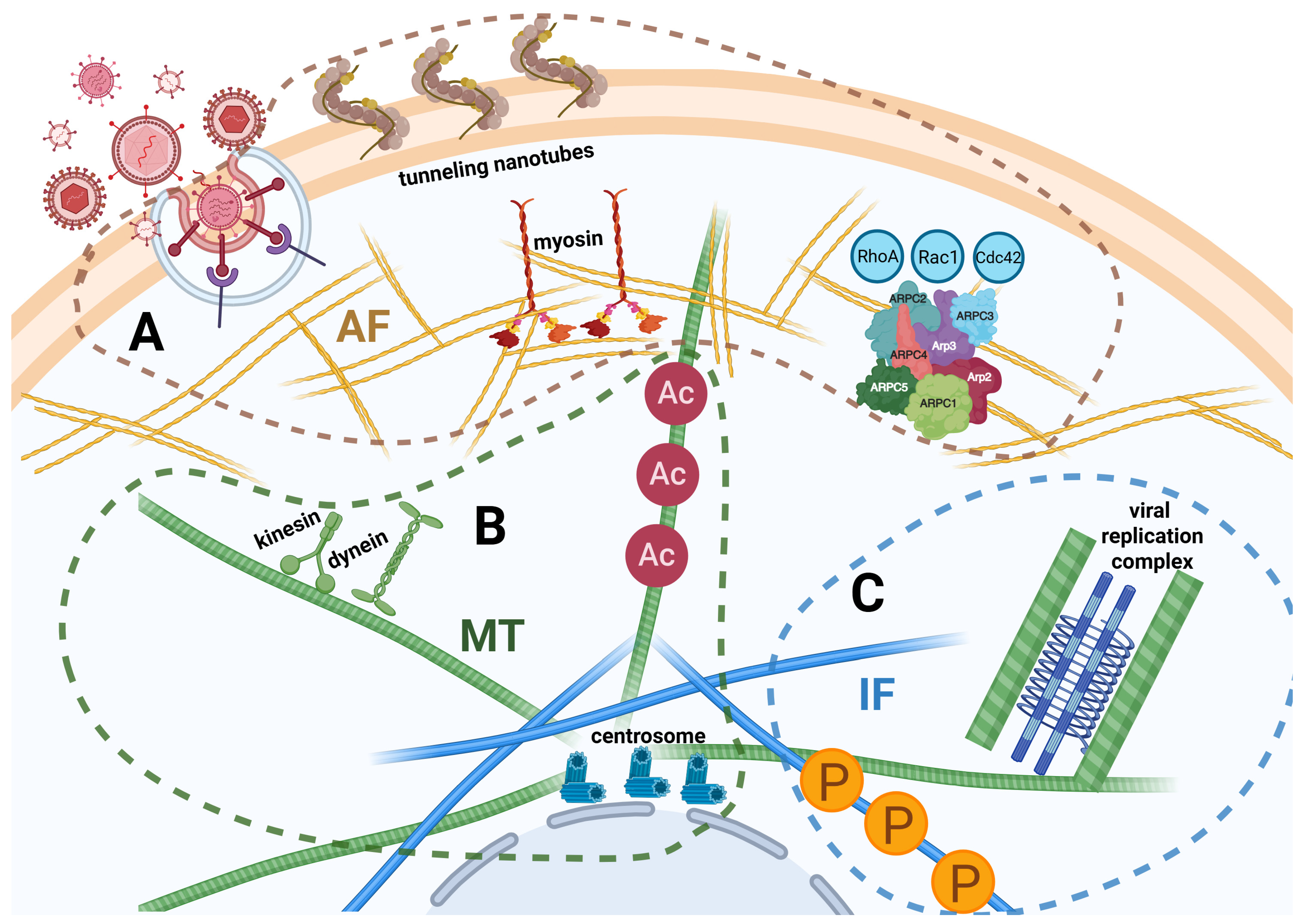 Viruses 17 00908 g001