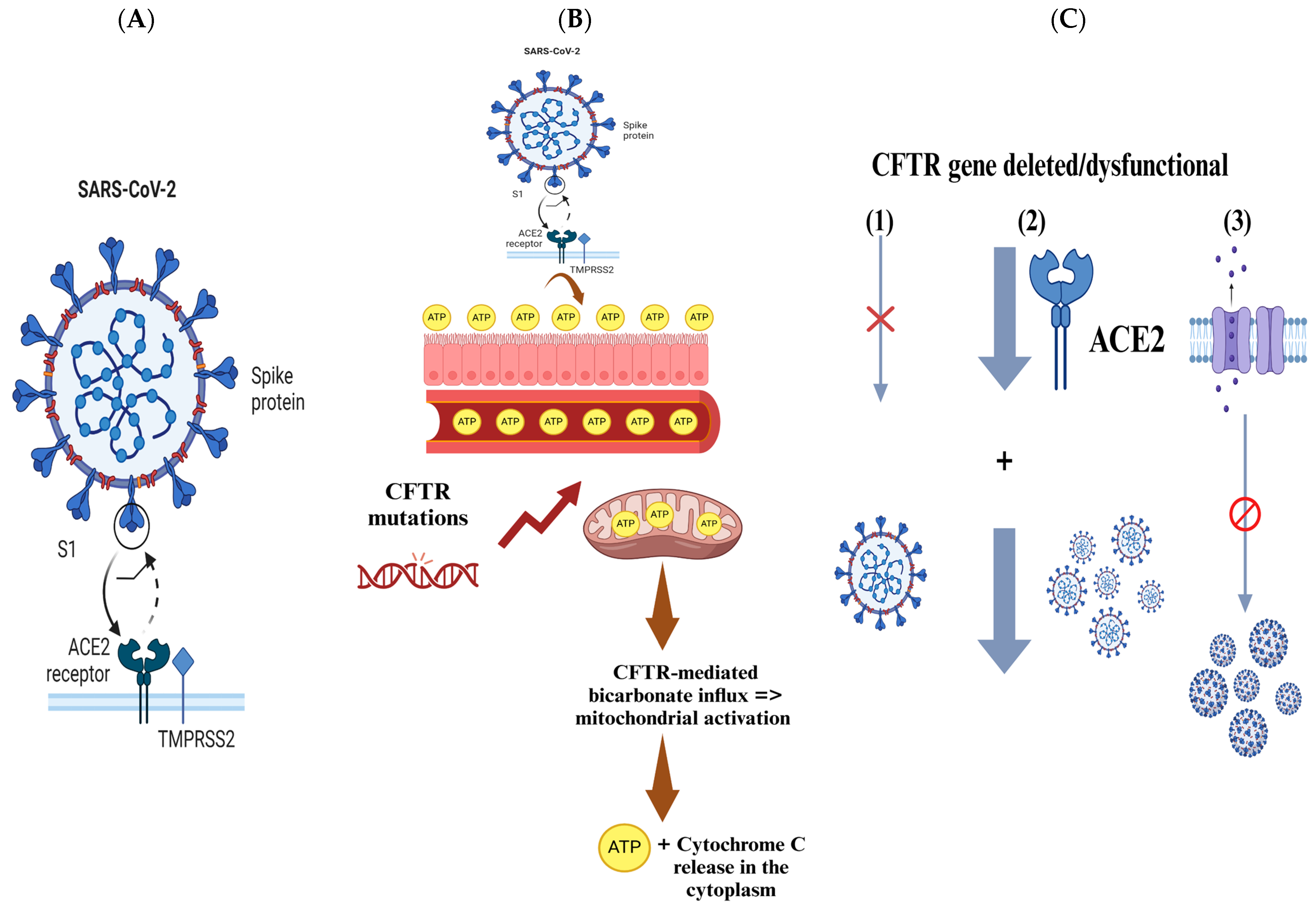 Viruses 17 00919 g004