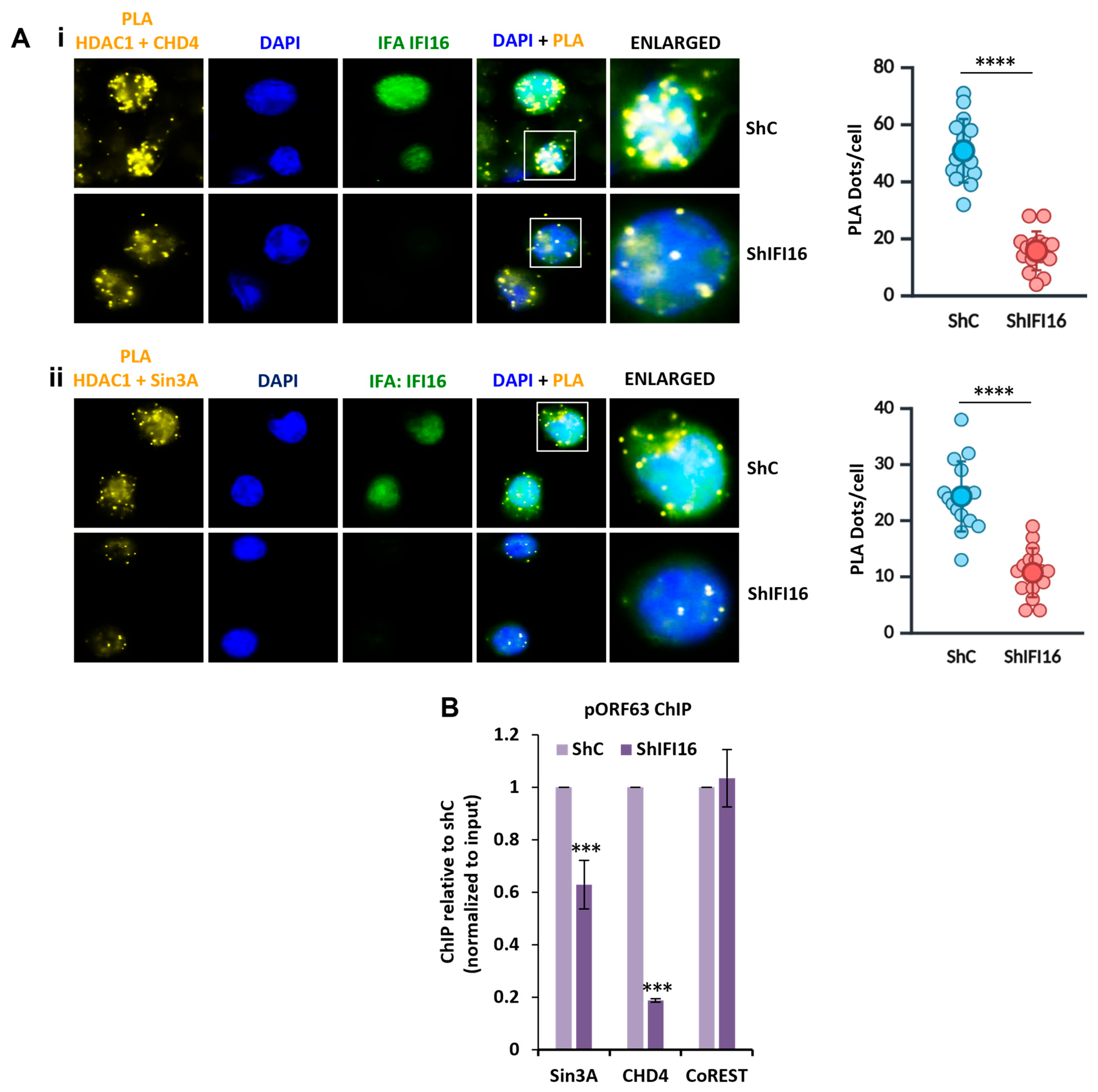Viruses 17 00921 g004