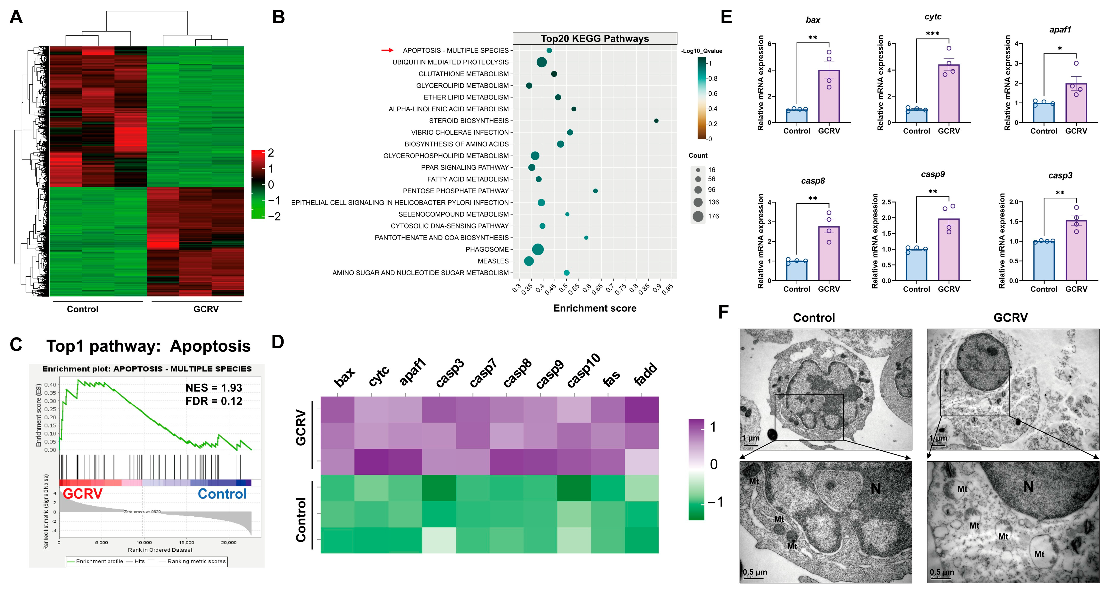 Viruses 17 00930 g002