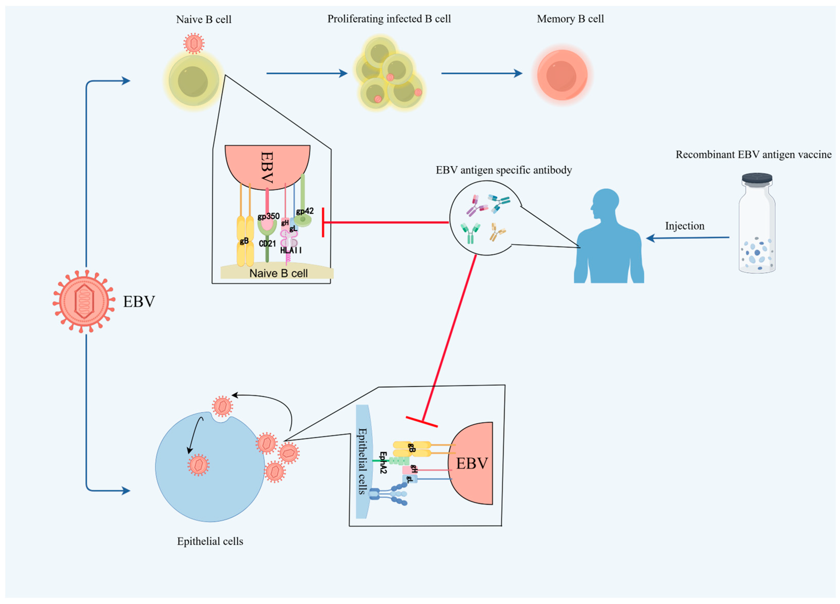 Viruses 17 00936 g001 Viruses 17 00936 g001