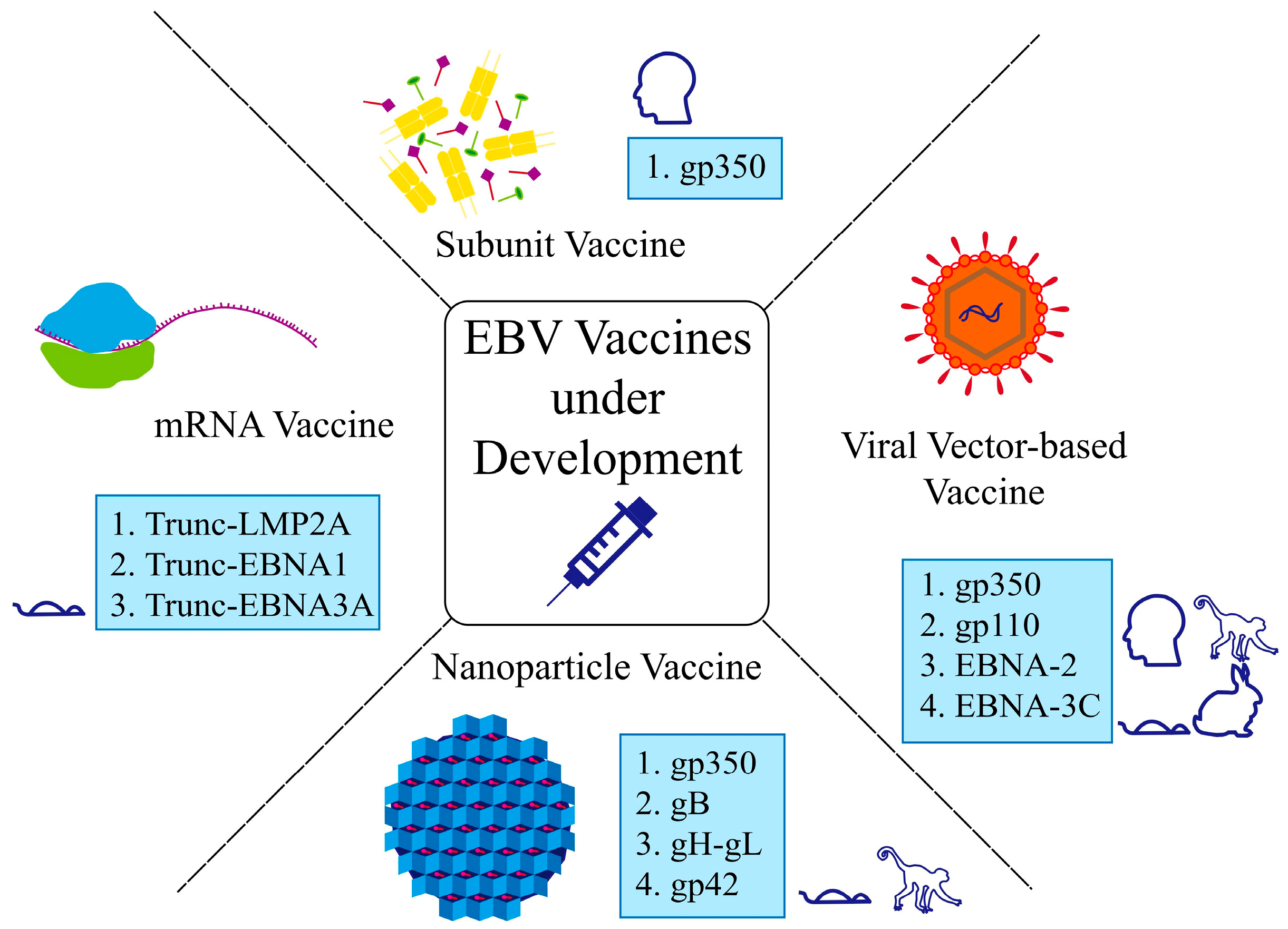 Viruses 17 00936 g002 Viruses 17 00936 g002