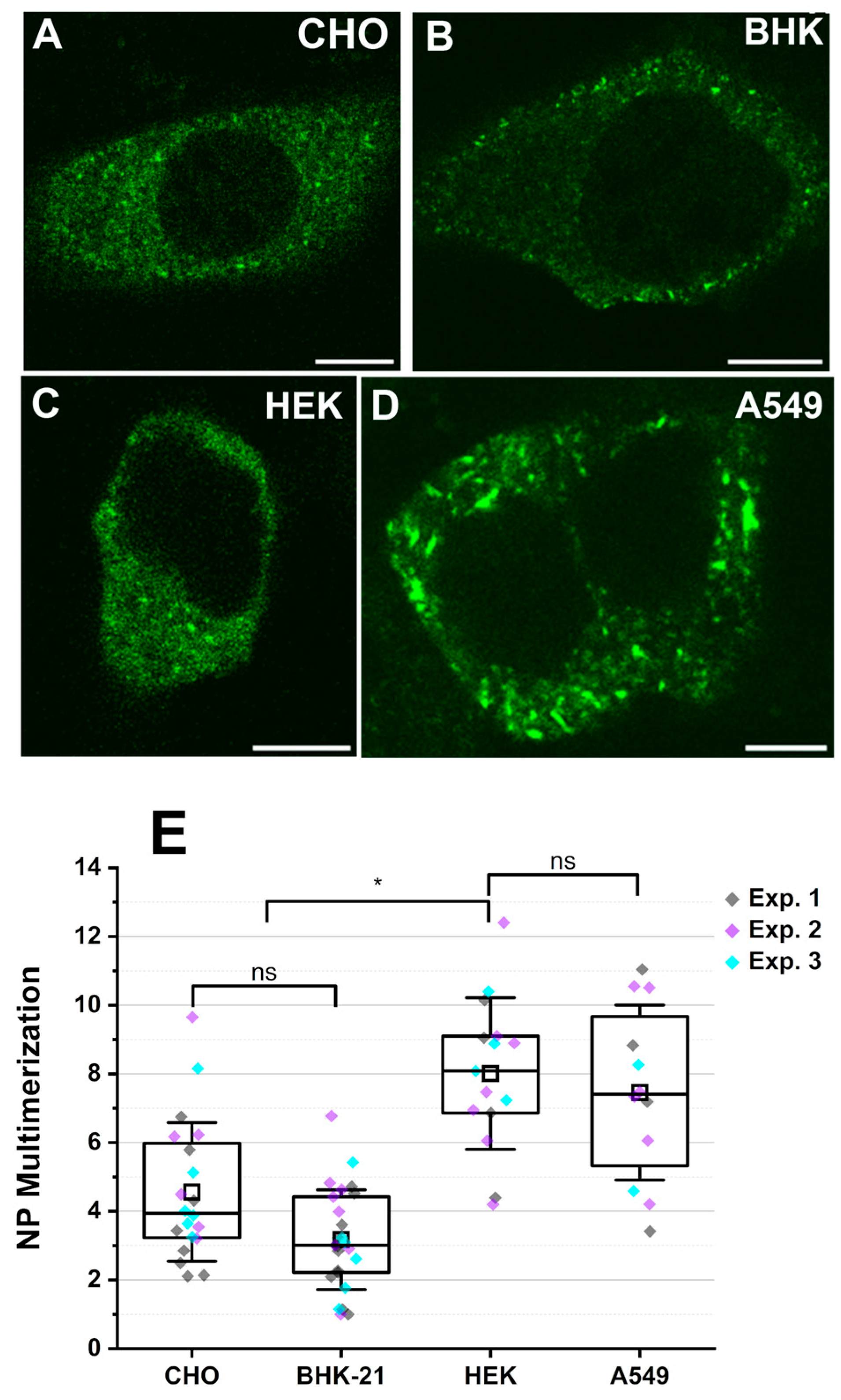 Viruses 17 00940 g002