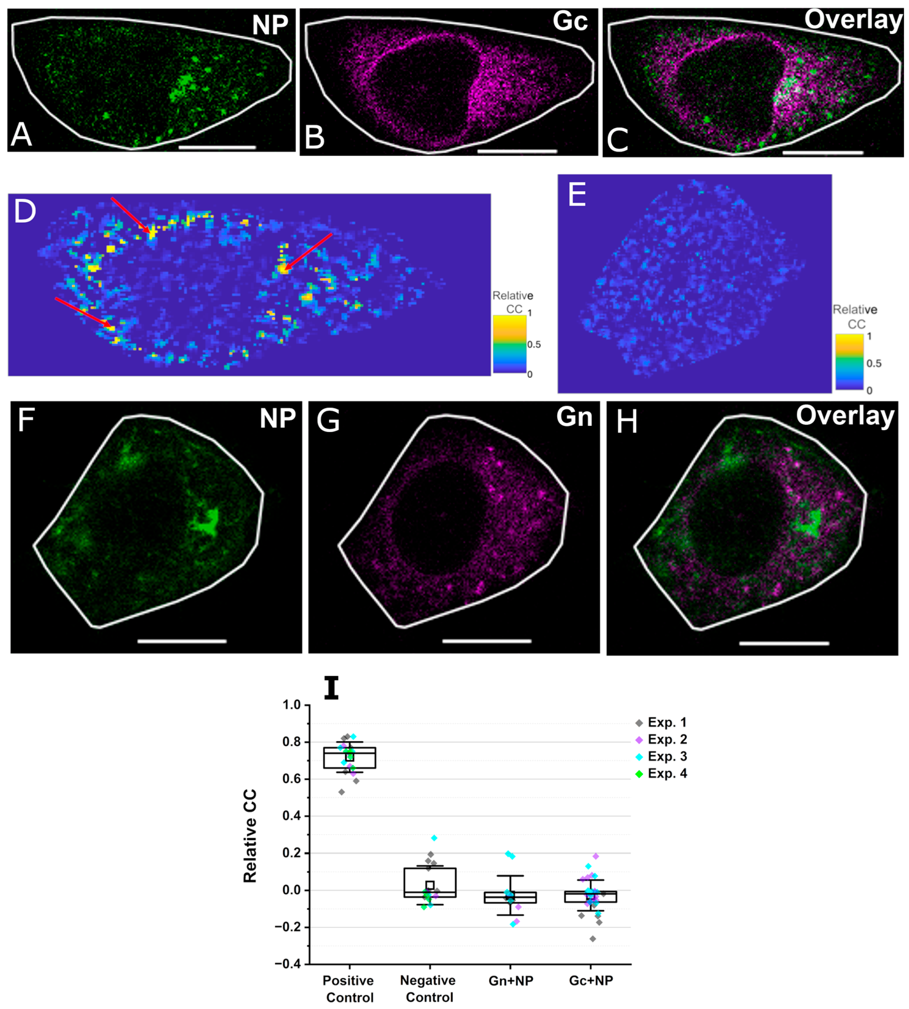 Viruses 17 00940 g003