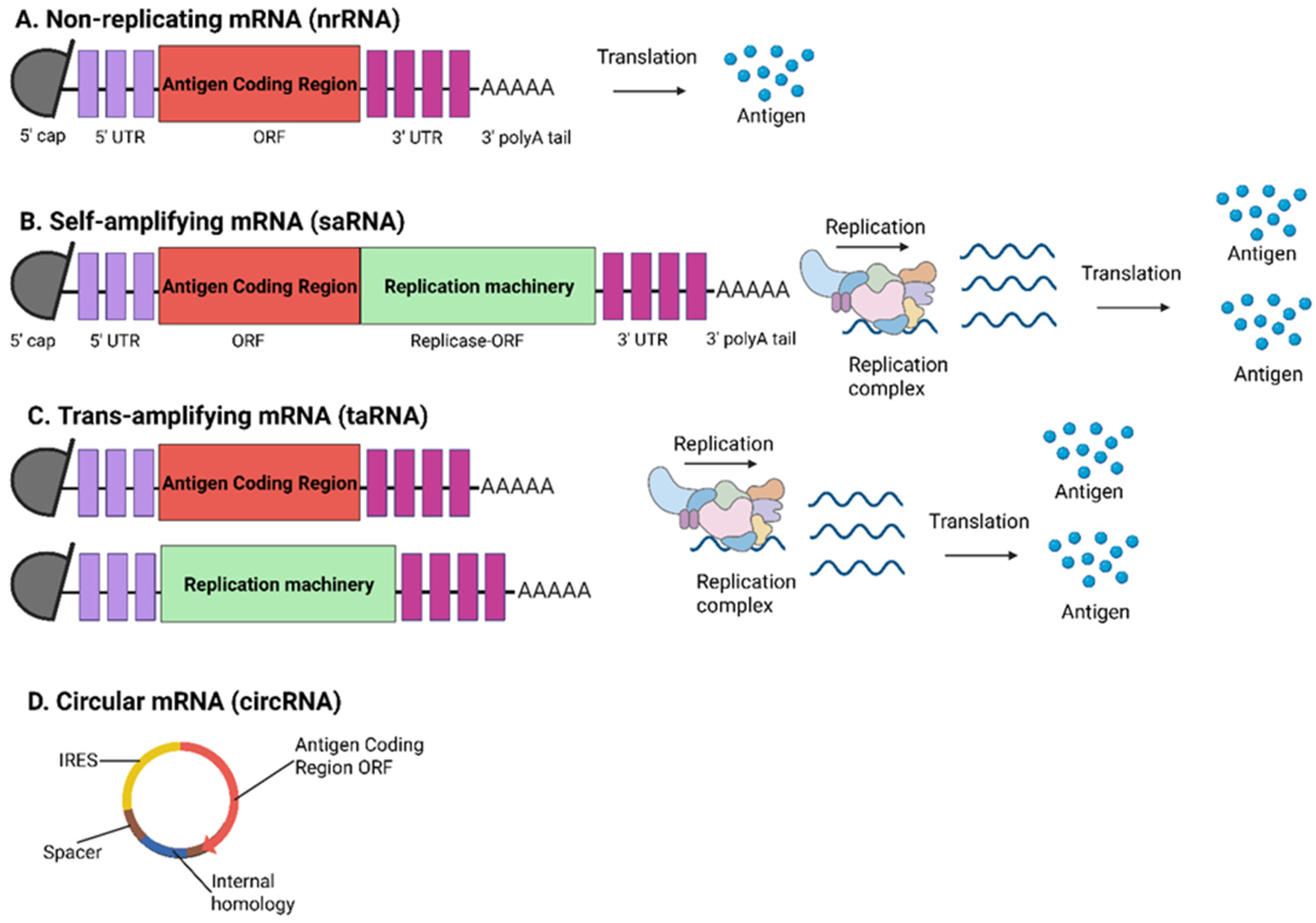 mRNA Vaccine Development in the Fight Against Zoonotic Viral Diseases ...