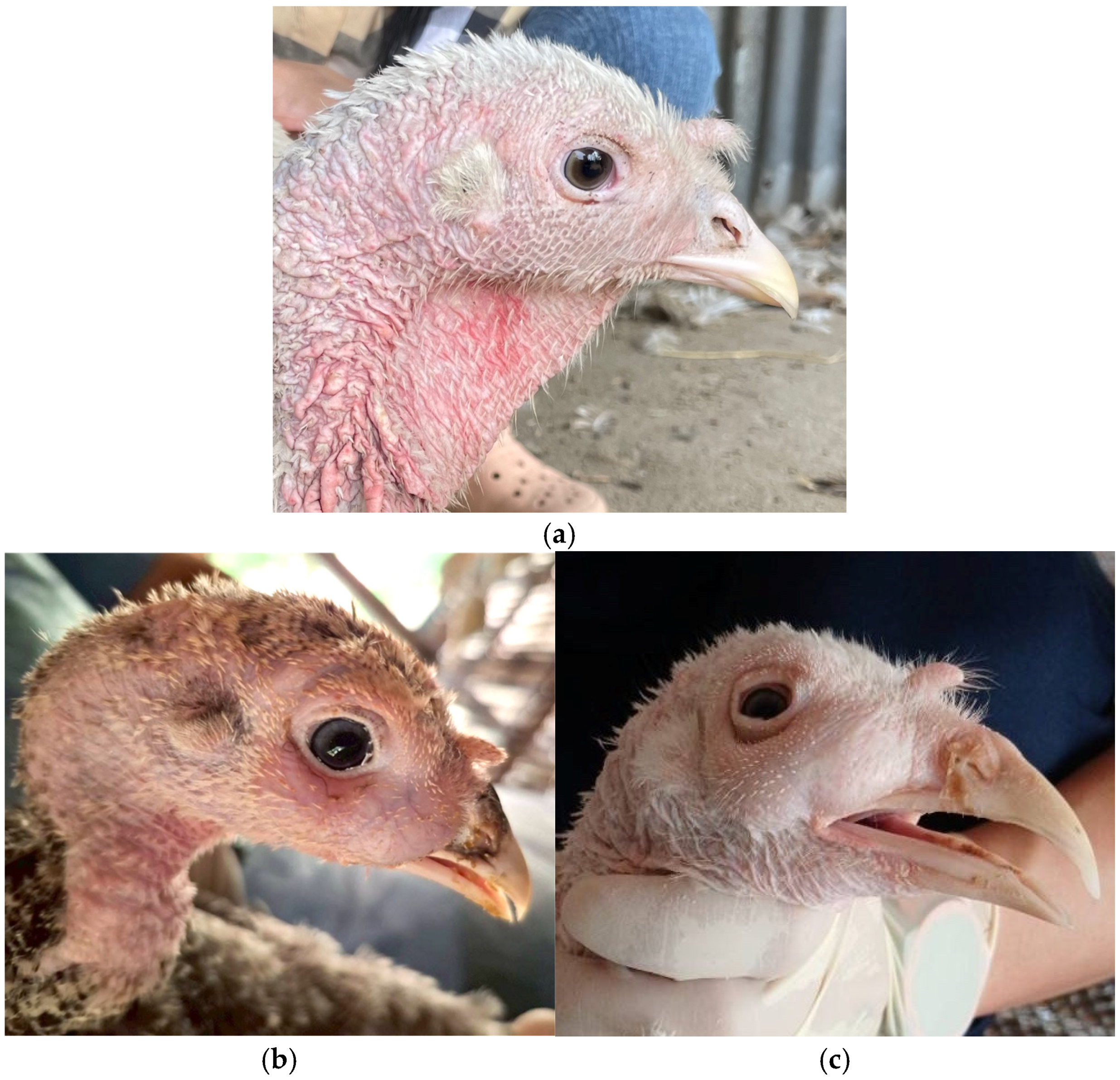 Viruses 17 00965 g001