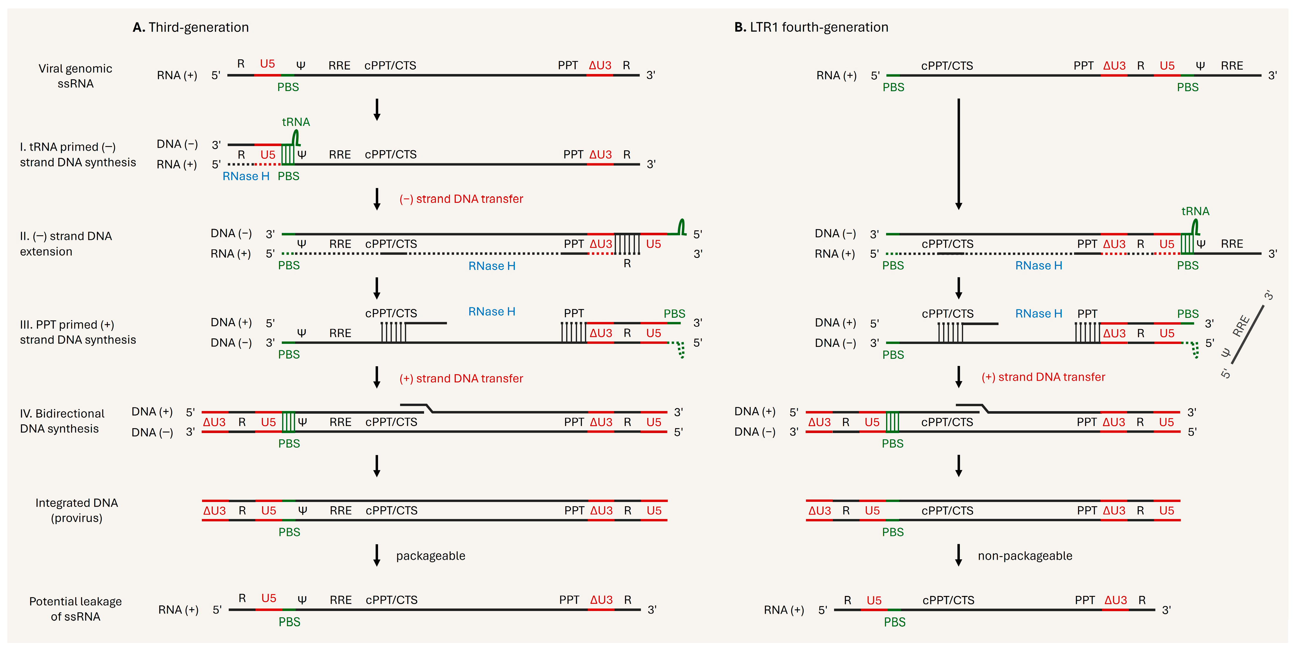 Viruses 17 01036 g006
