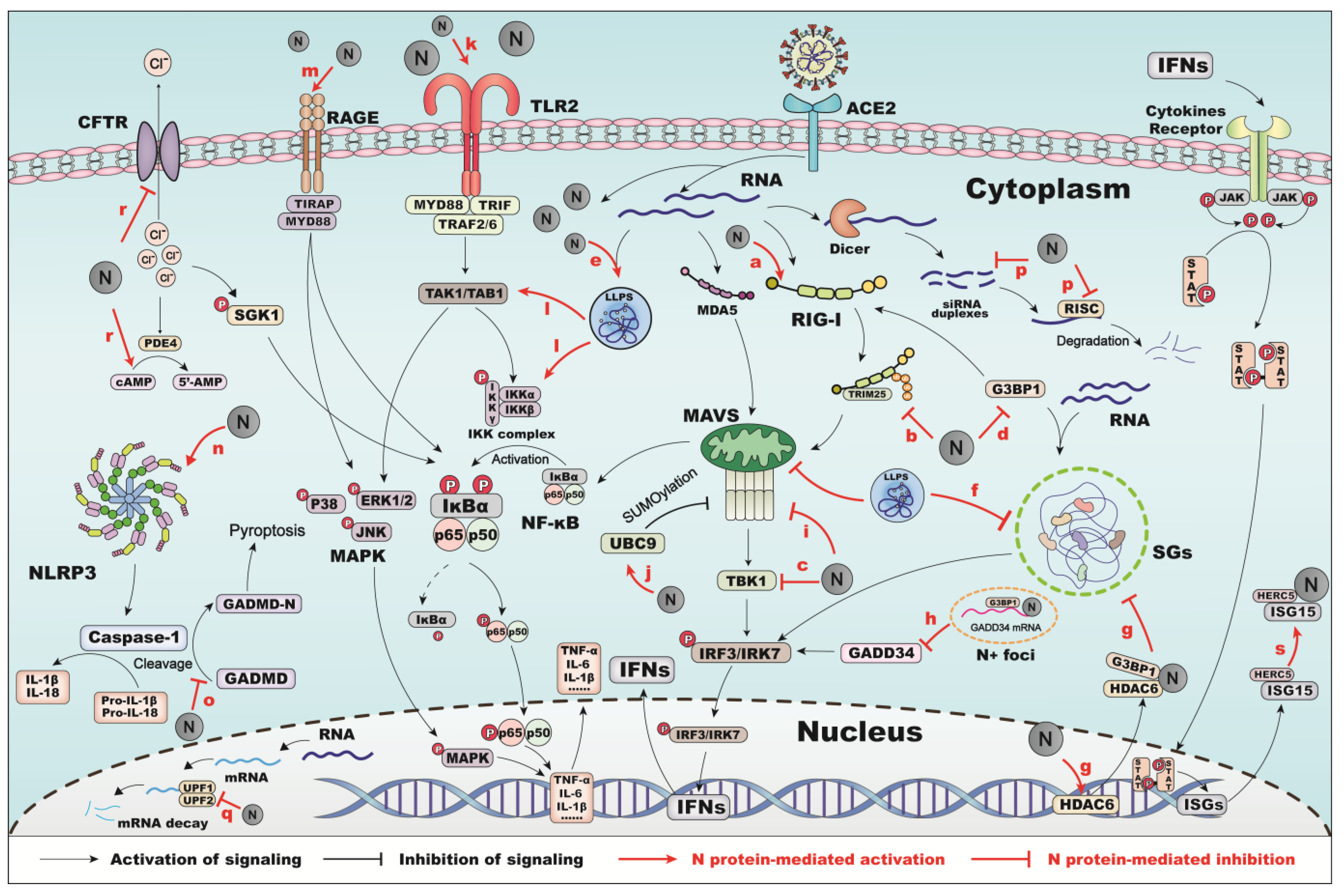 Viruses 17 01046 g001