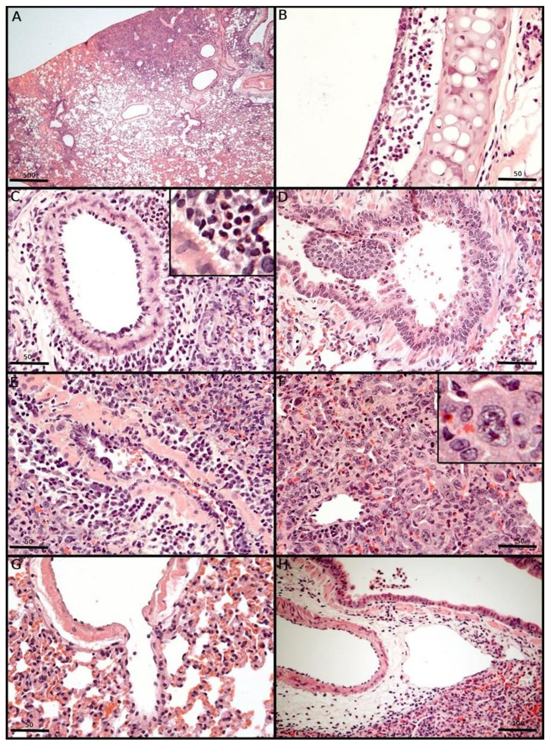 Viruses 17 01048 g005