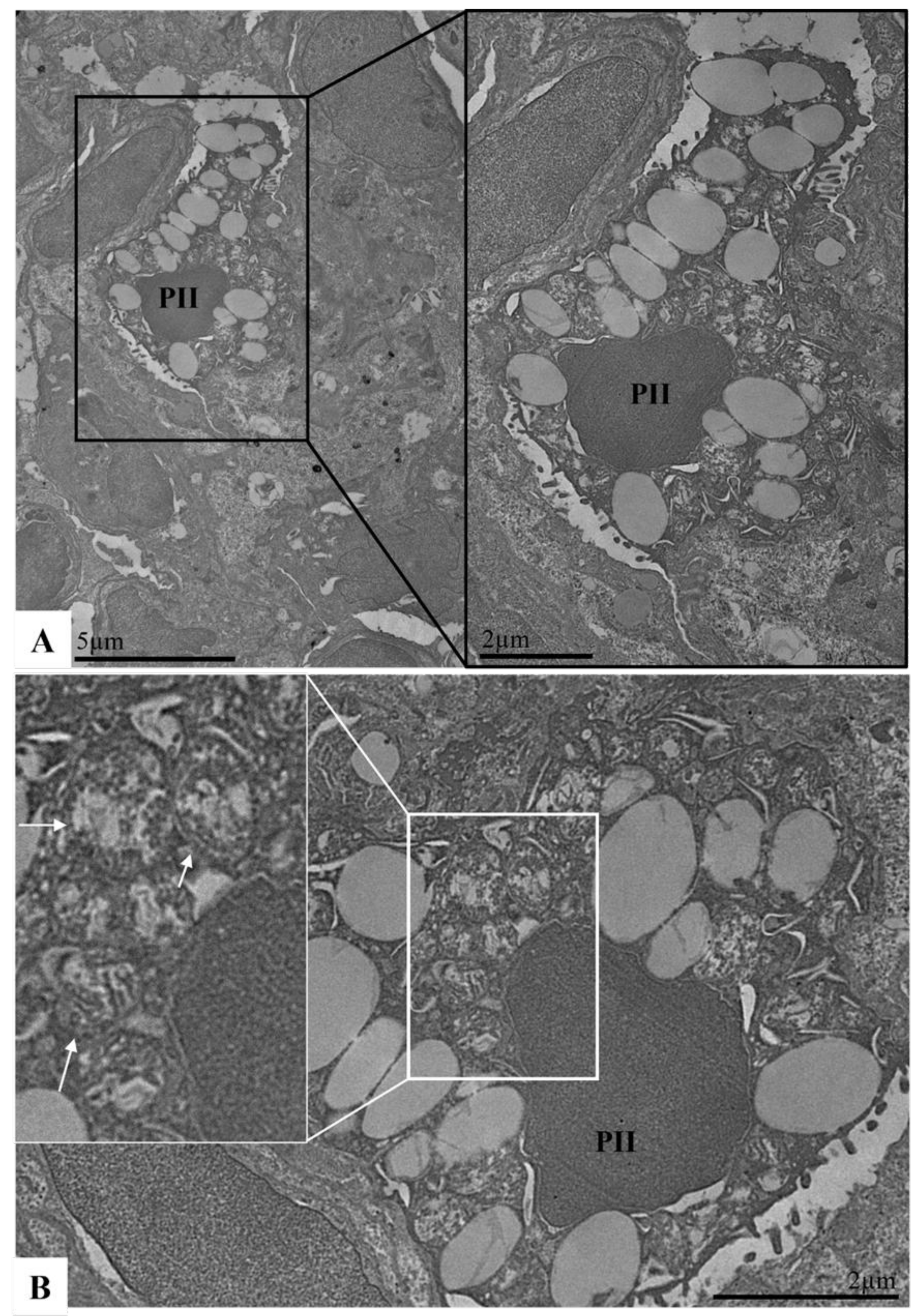 Viruses 17 01048 g008