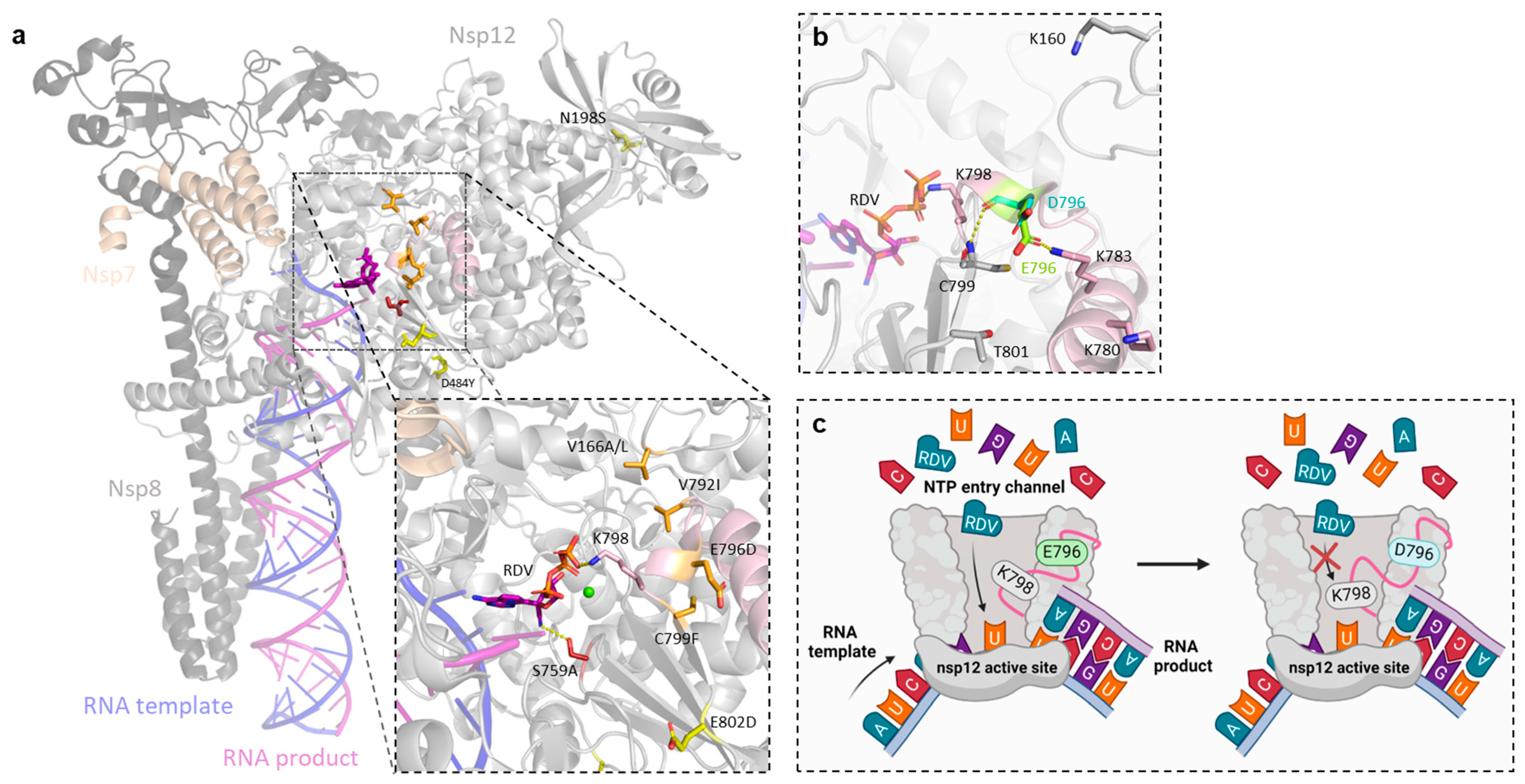 Viruses 17 01055 g007