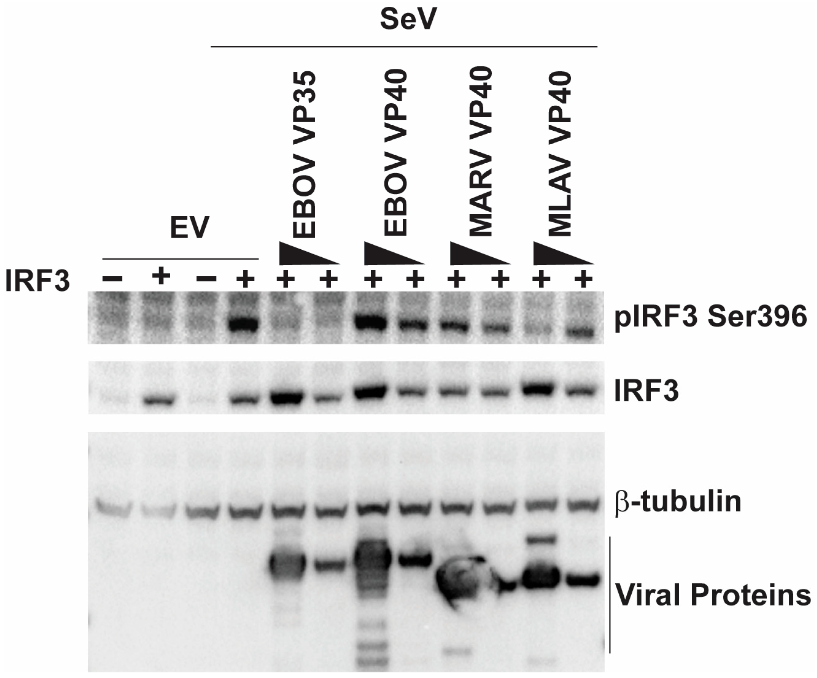 Viruses 17 01082 g003