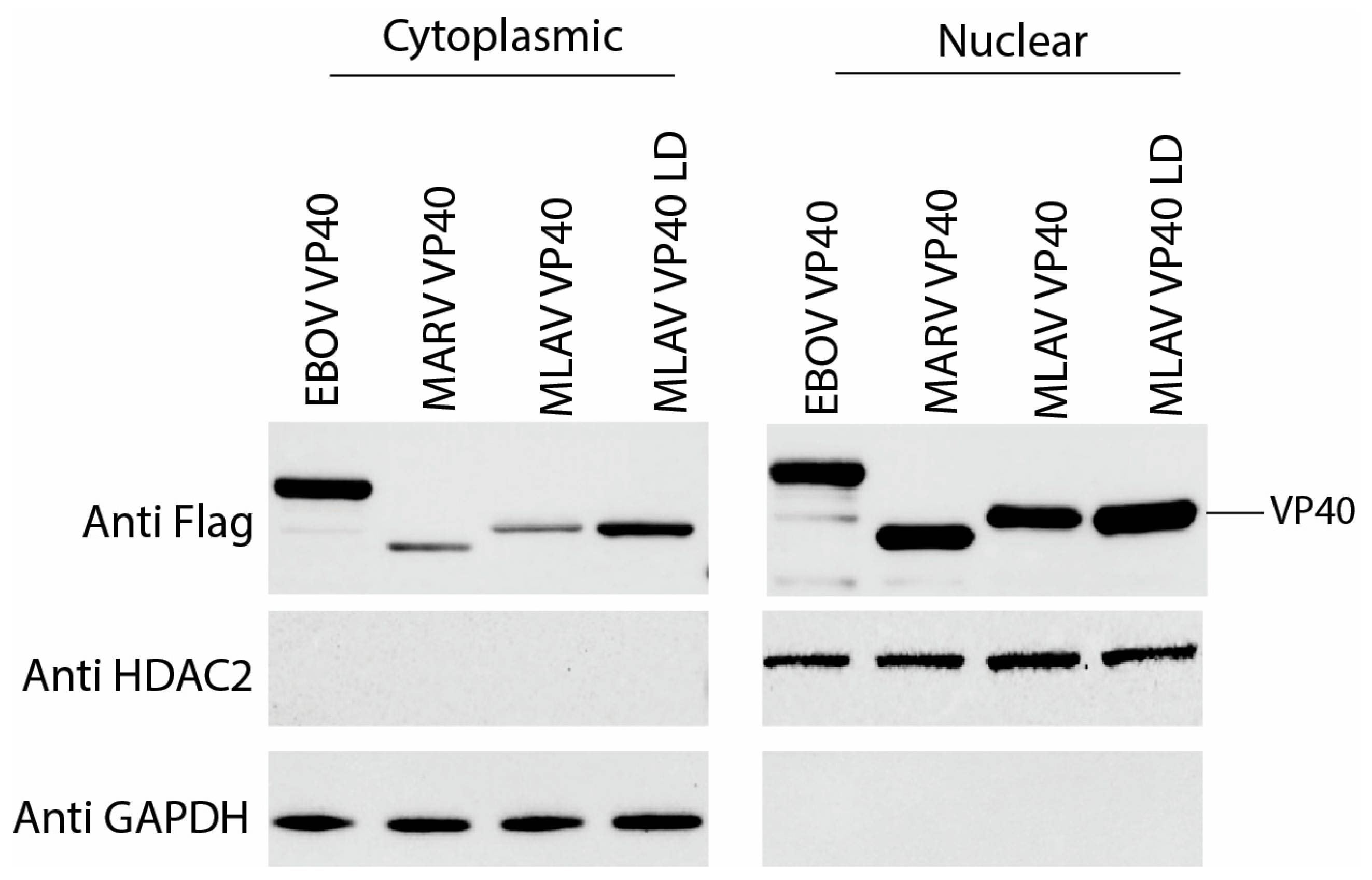 Viruses 17 01082 g006