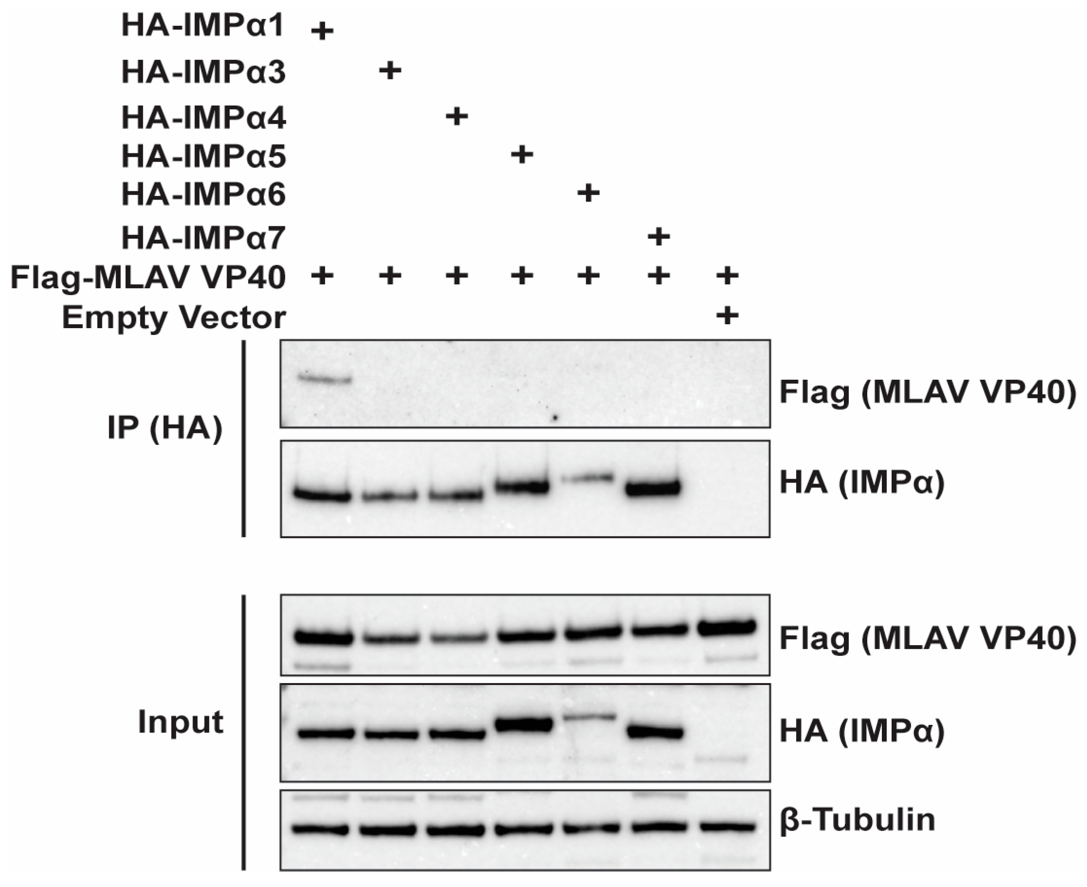 Viruses 17 01082 g007