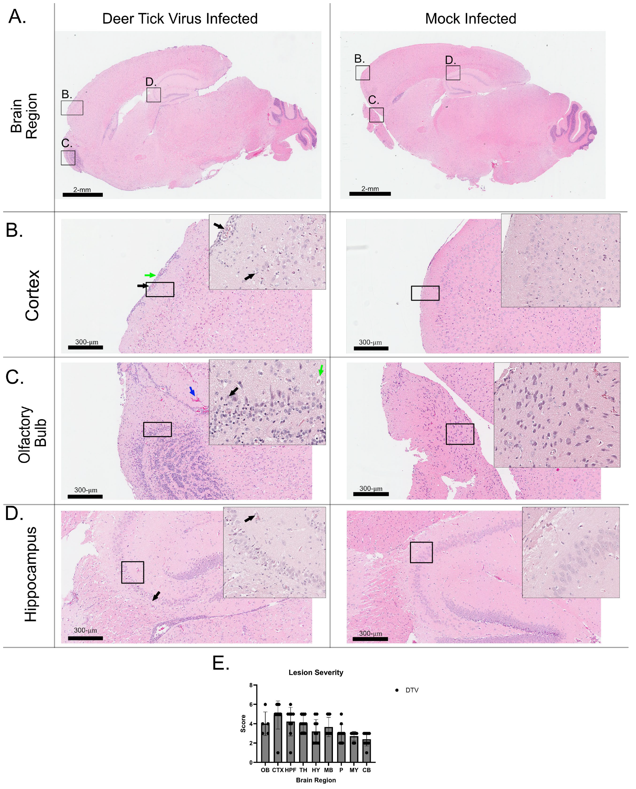 Viruses 17 01092 g002 Viruses 17 01092 g002
