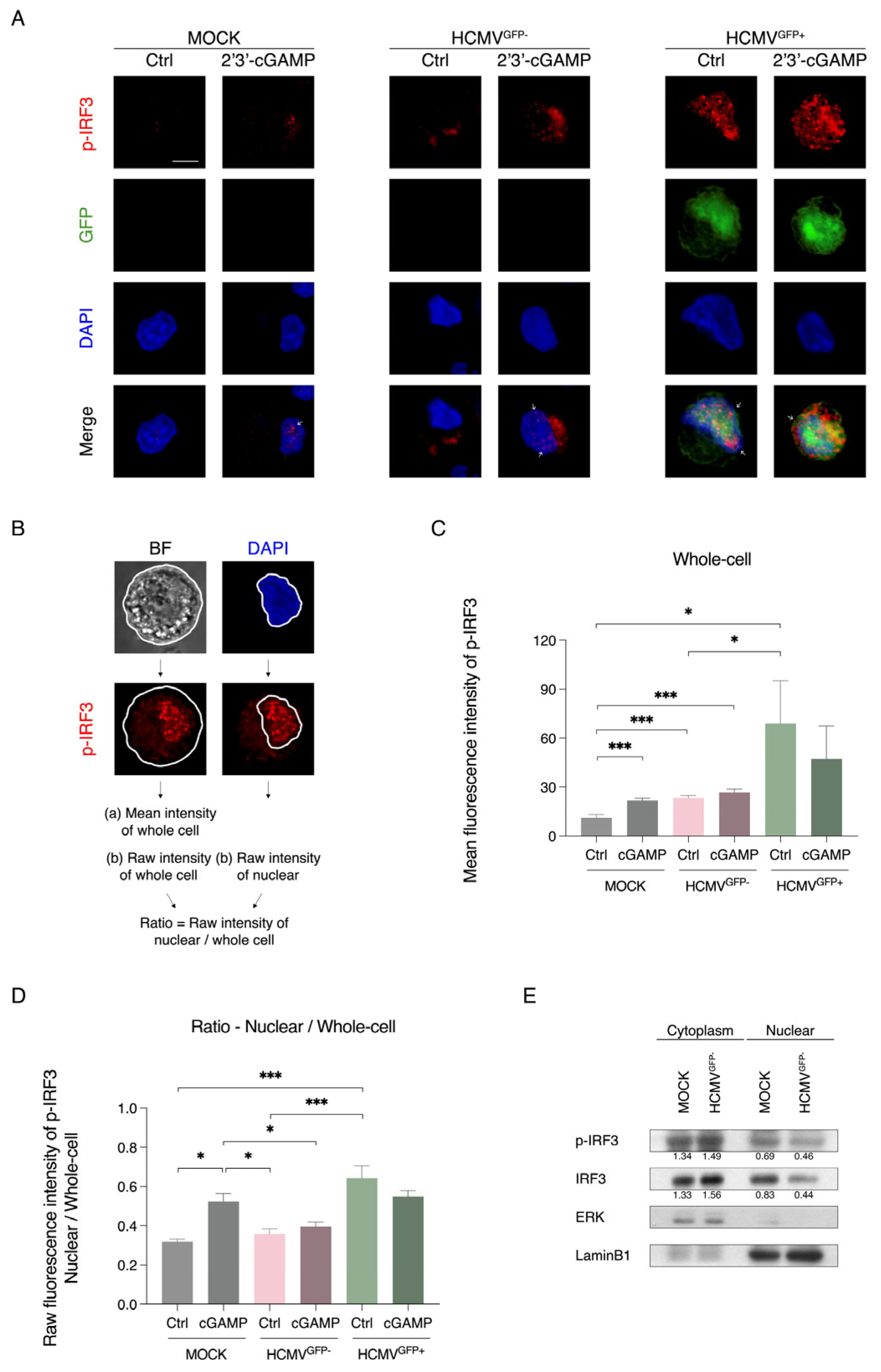 Viruses 17 01109 g005